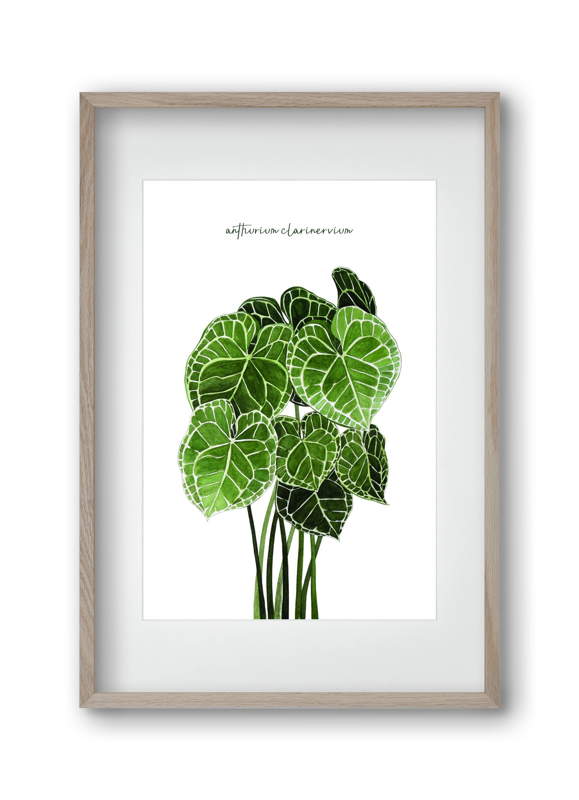 anthurium clarinervium, 30x45 cm (20x30 cm), Tölgy keret, paszpartuval