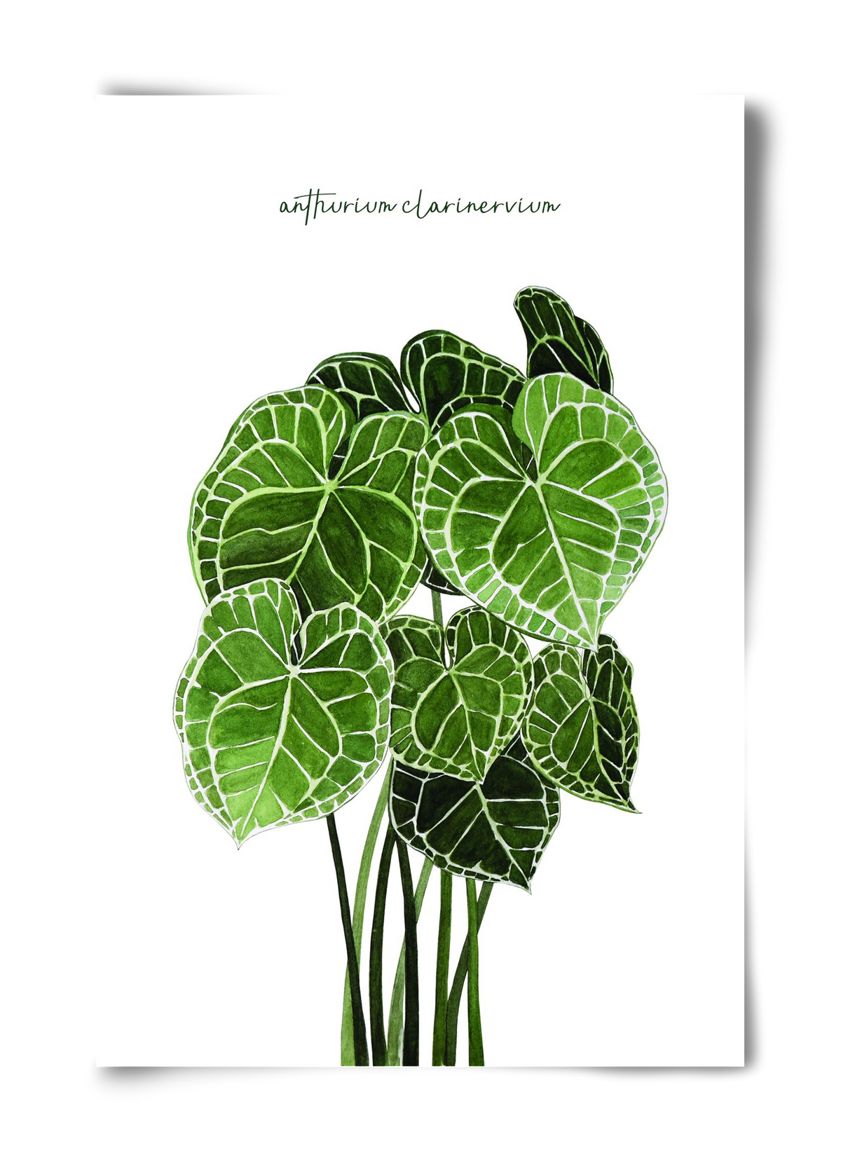 anthurium clarinervium, 40x60 cm, Keret nélkül