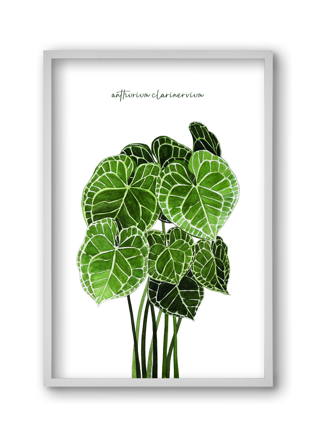 anthurium clarinervium, 30x45 cm (30x45 cm), Fehér keret