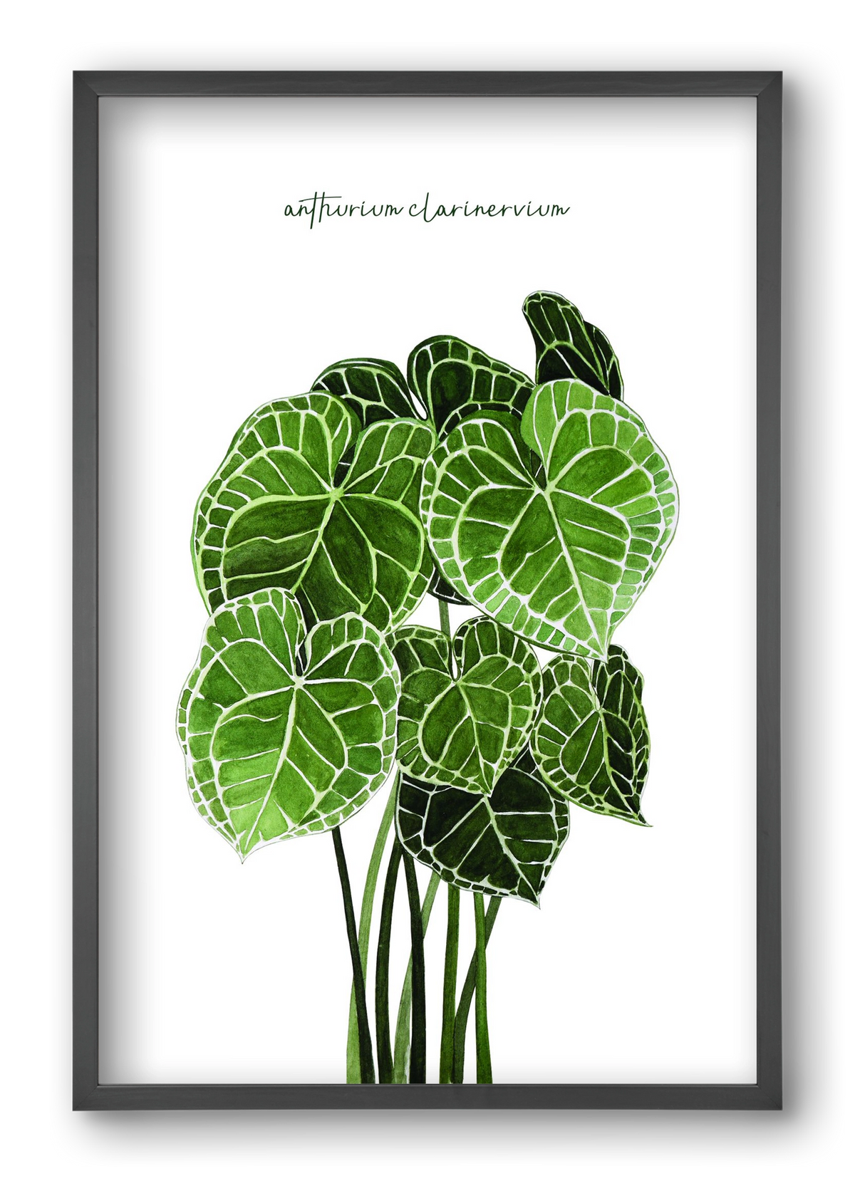 anthurium clarinervium, 40x60 cm (40x60 cm), Fekete keret