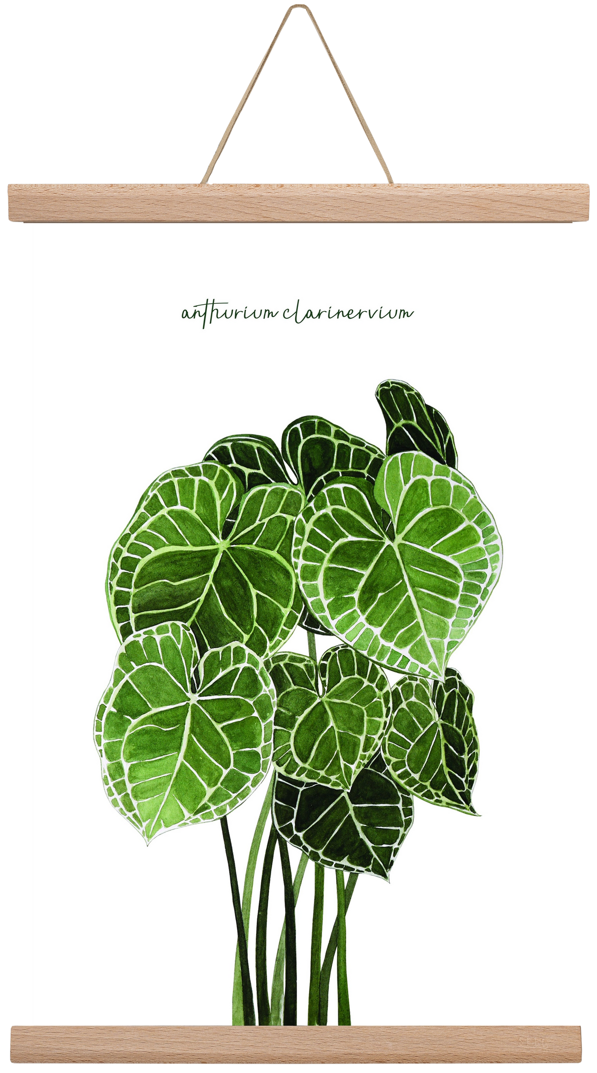 anthurium clarinervium, 30x45 cm (30x45 cm), Tölgy akasztó