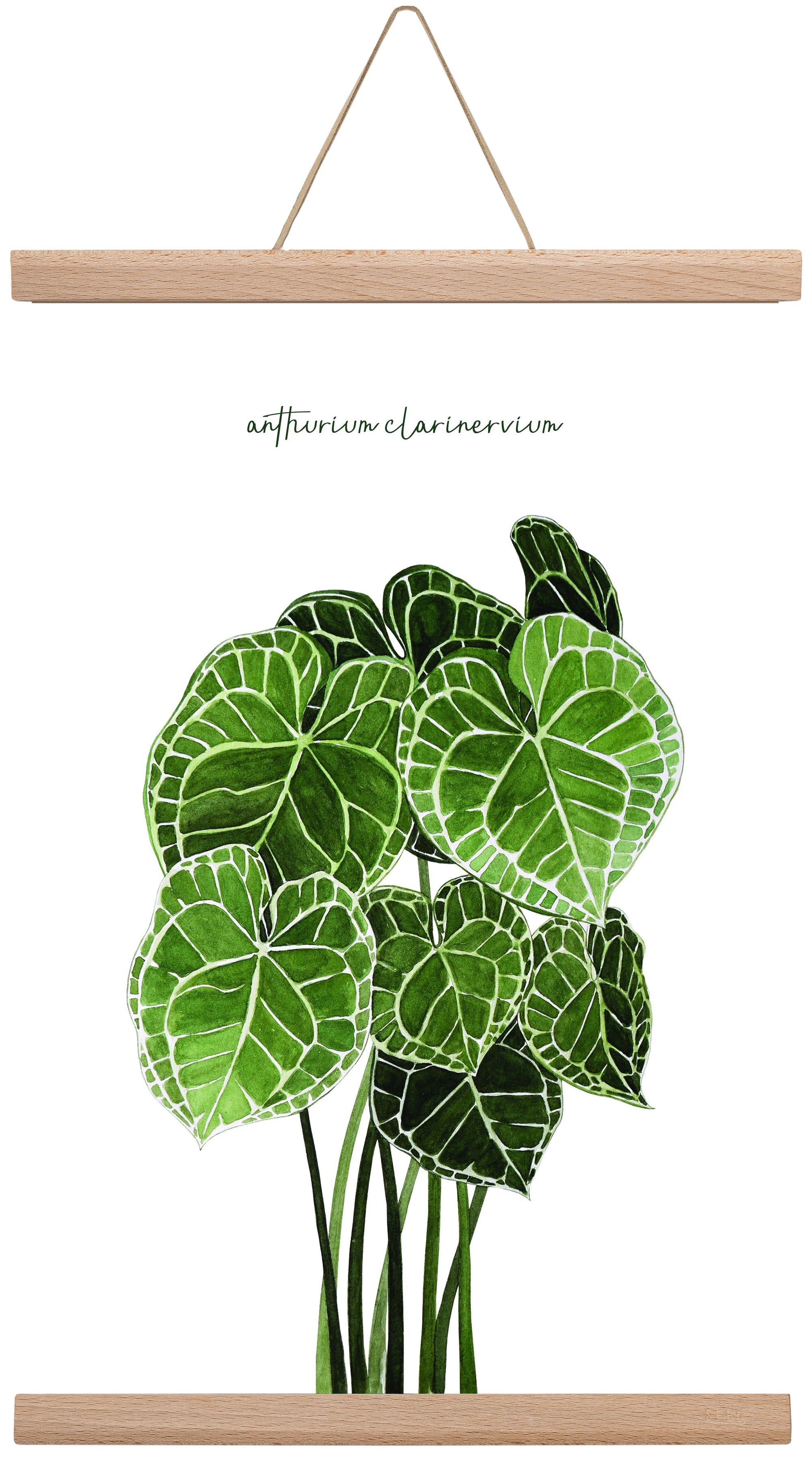 anthurium clarinervium, 30x45 cm (30x45 cm), Tölgy akasztó