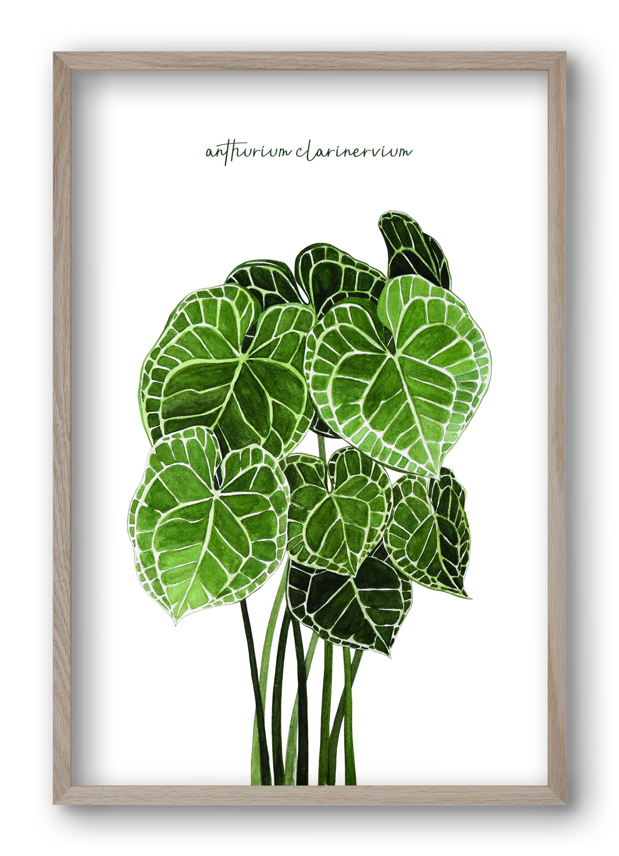 anthurium clarinervium, 40x60 cm (40x60 cm), Tölgy keret