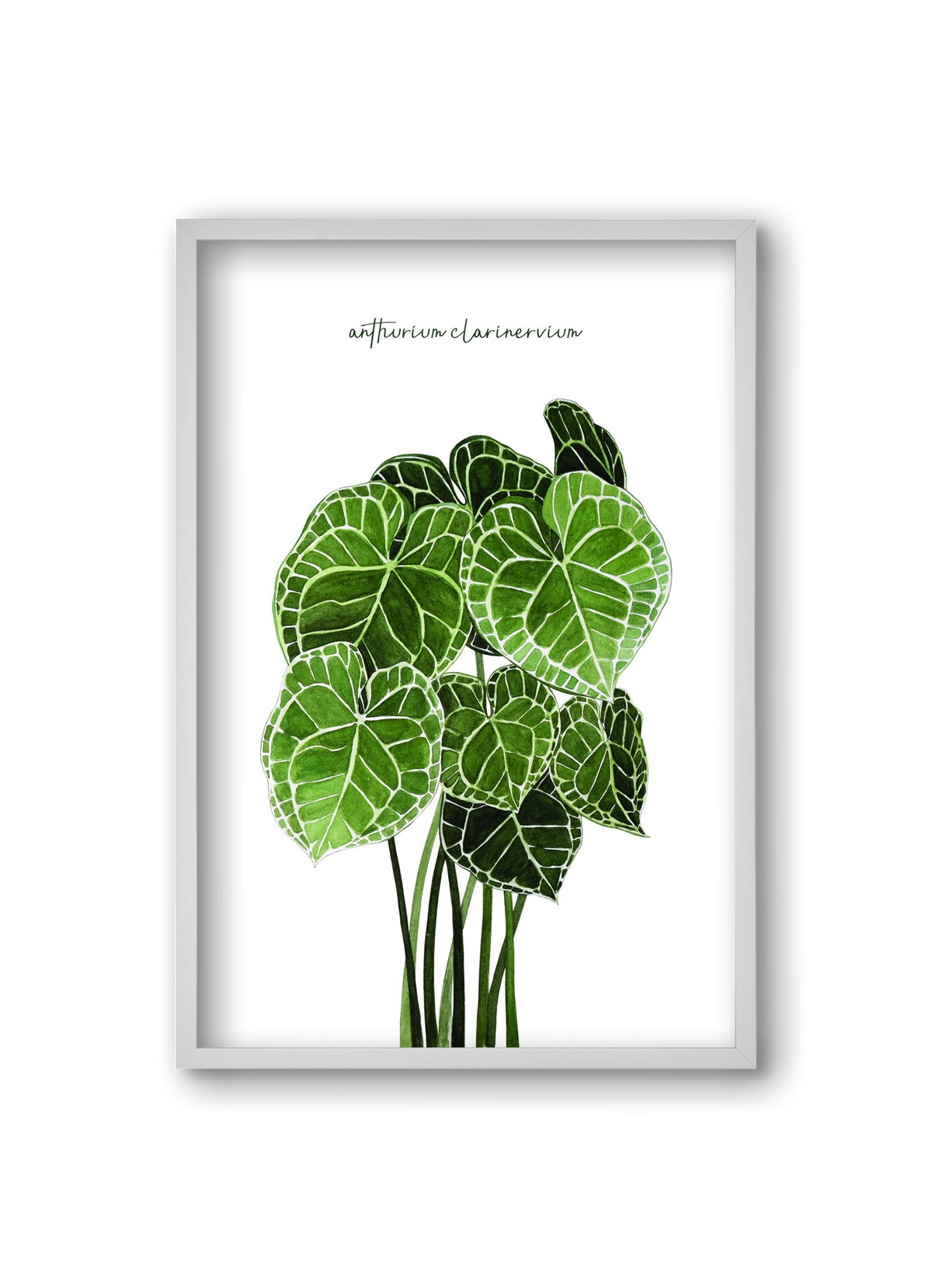 anthurium clarinervium, 20x30 cm (20x30 cm), Fehér keret