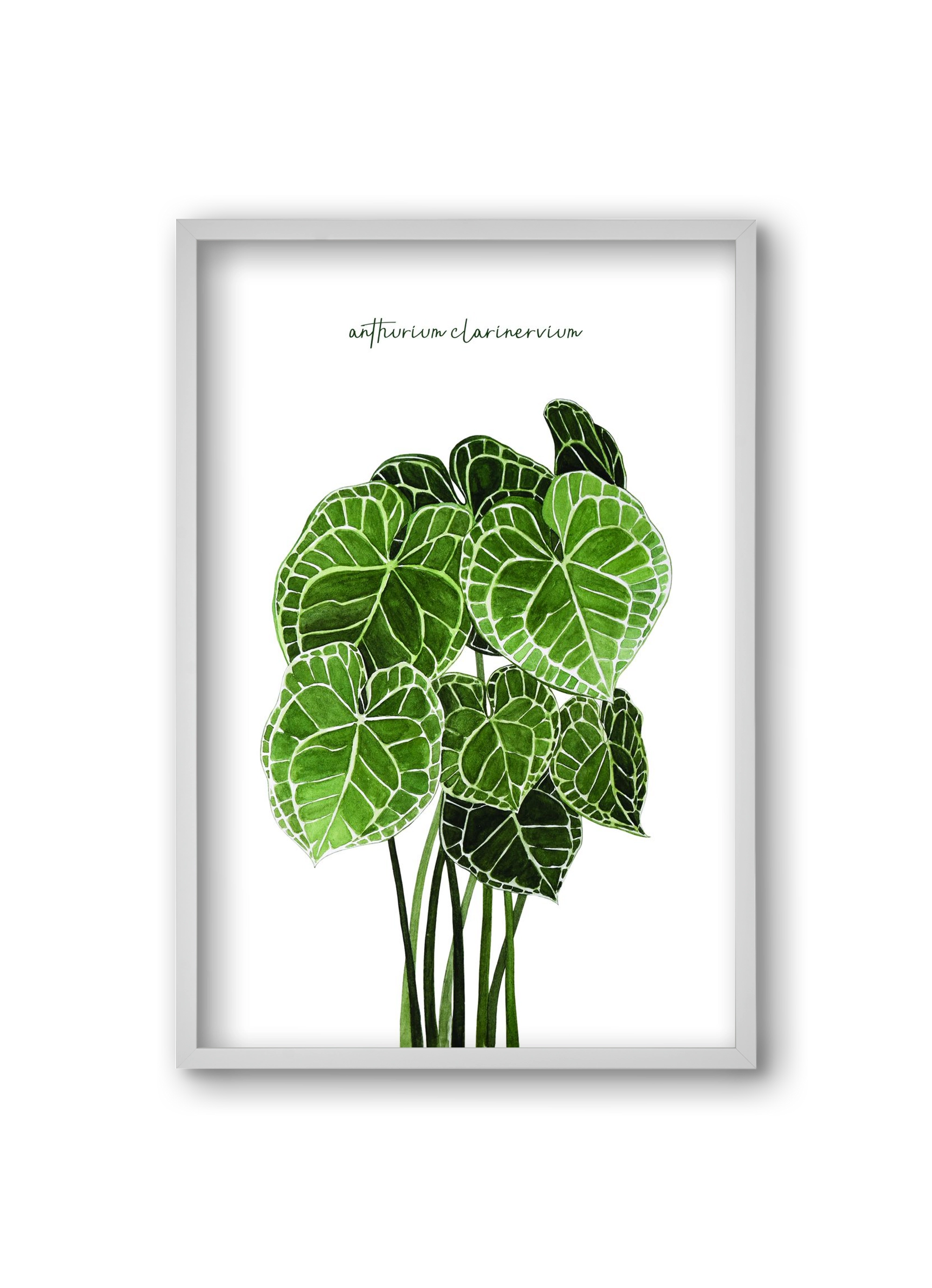 anthurium clarinervium, 20x30 cm (20x30 cm), Fehér keret