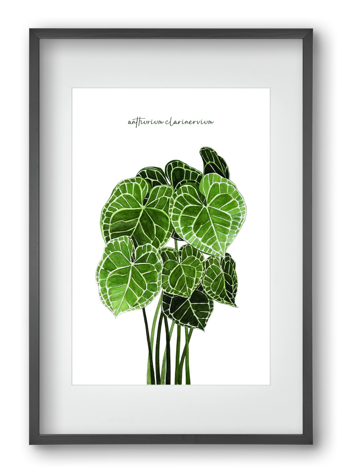 anthurium clarinervium, 40x60 cm (30x45 cm), Fekete keret, paszpartuval