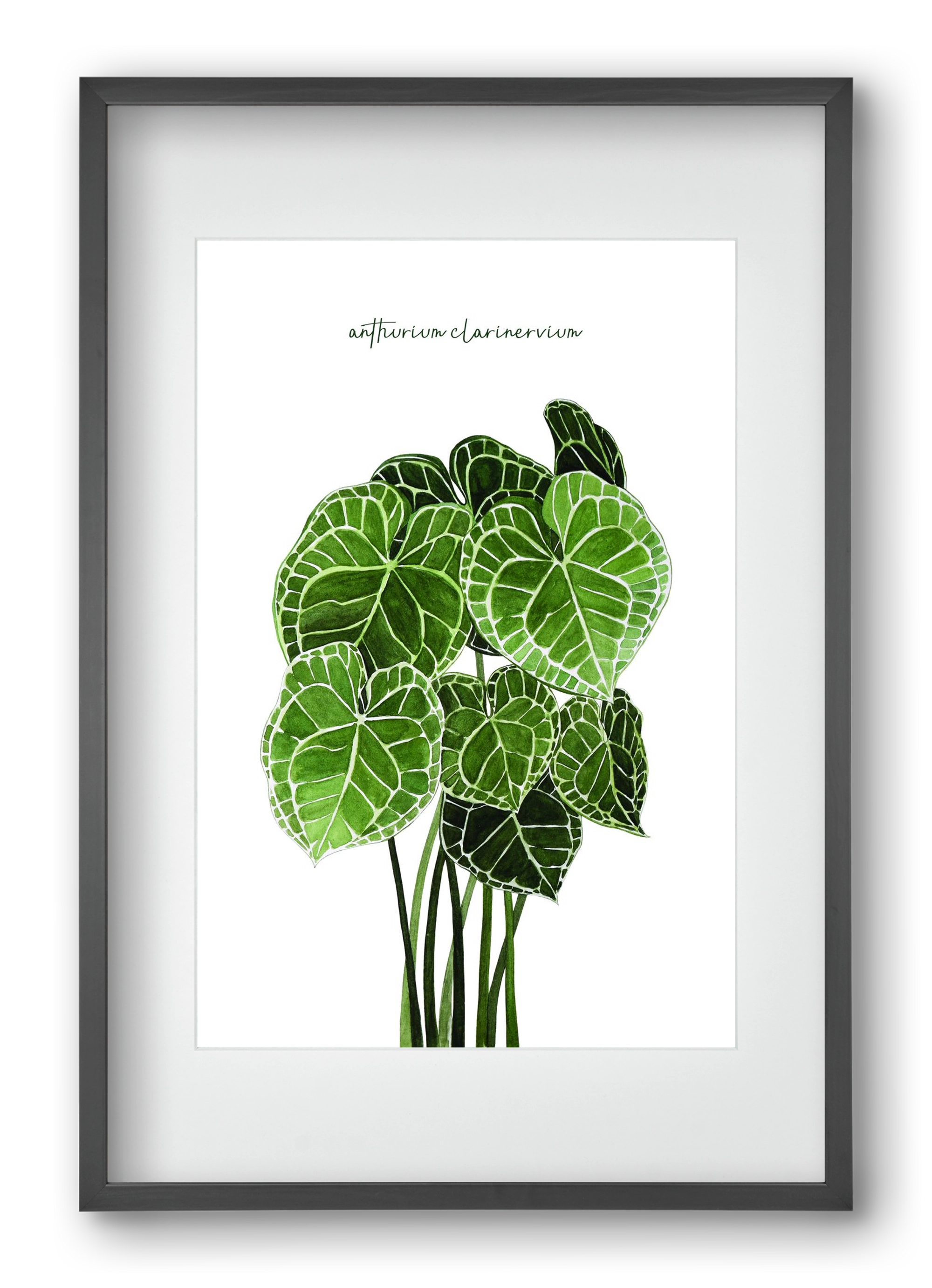 anthurium clarinervium, 40x60 cm (30x45 cm), Fekete keret, paszpartuval