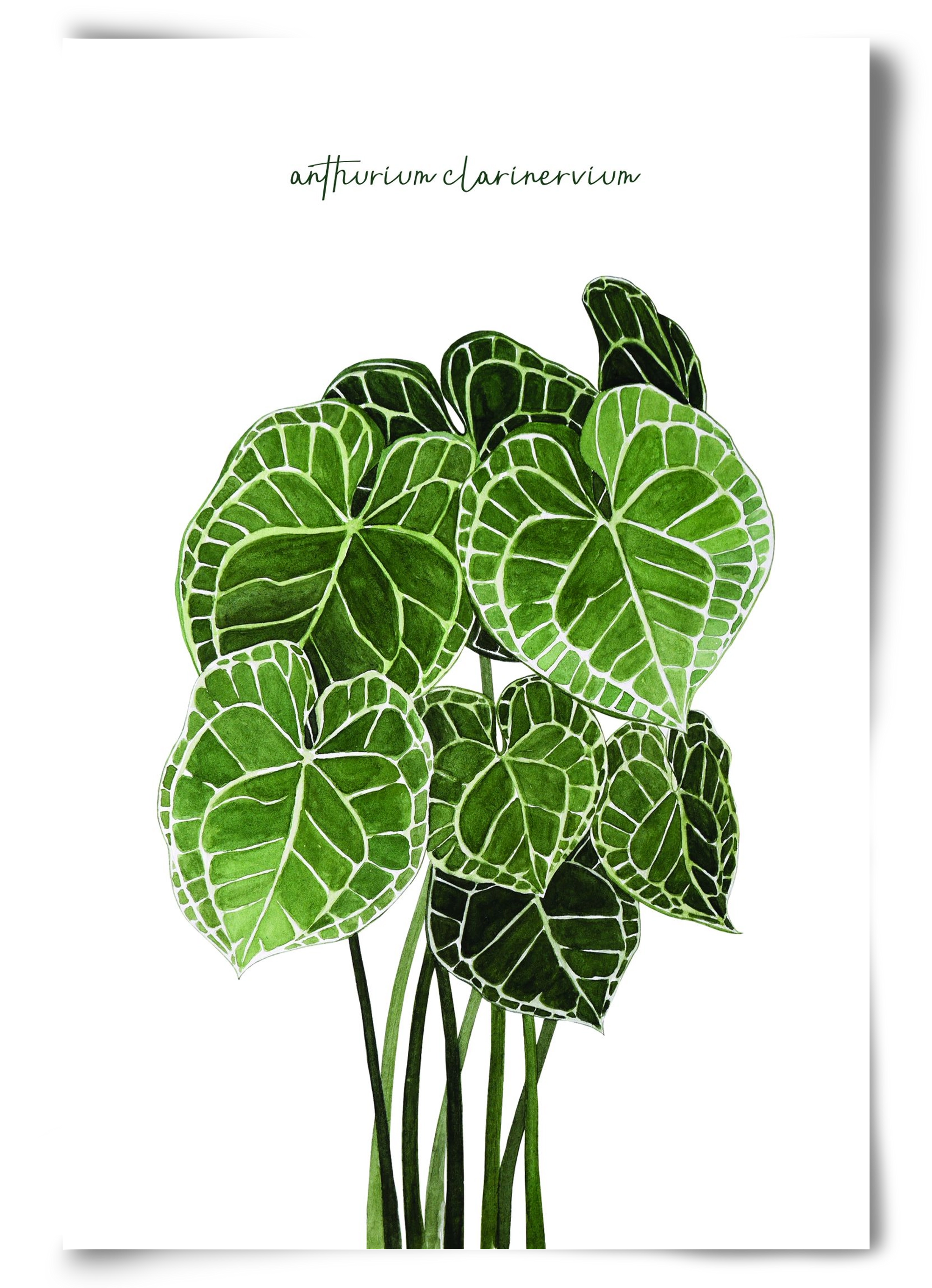 anthurium clarinervium, 60x90 cm, Keret nélkül