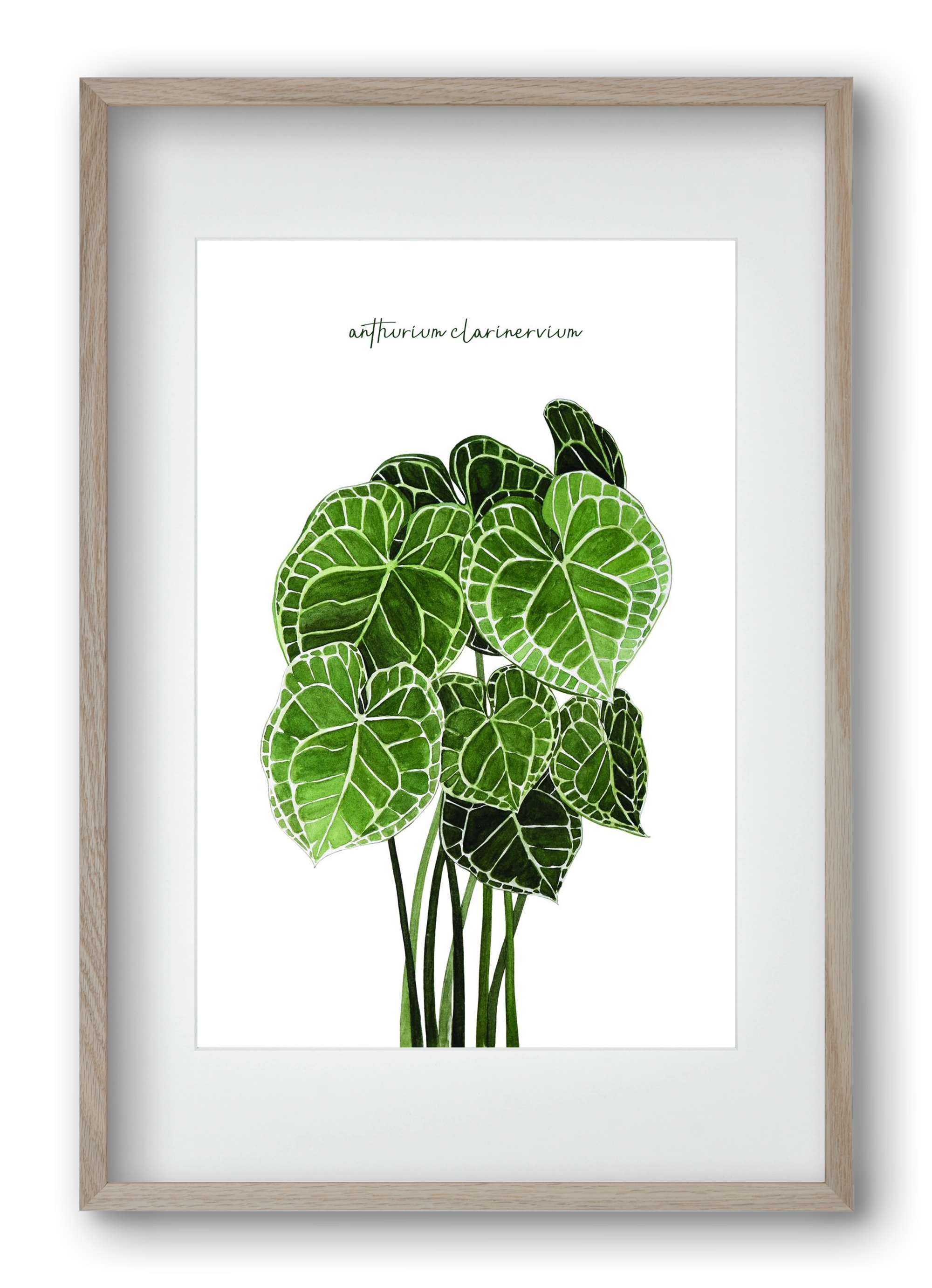 anthurium clarinervium, 40x60 cm (30x45 cm), Tölgy keret, paszpartuval
