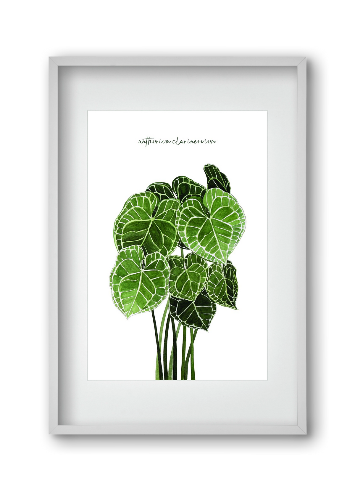 anthurium clarinervium, 30x45 cm (20x30 cm), Fehér keret, paszpartuval