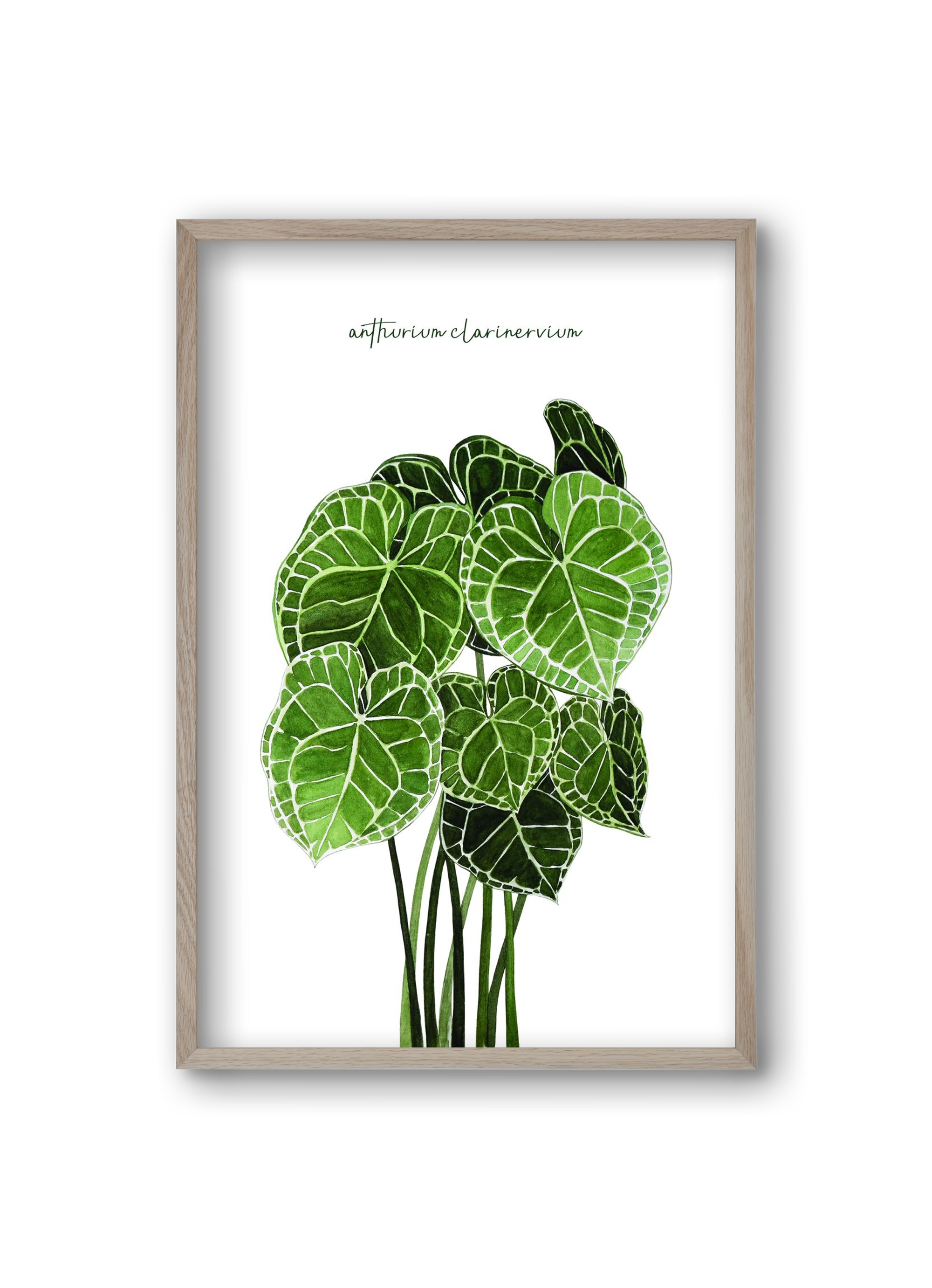 anthurium clarinervium, 20x30 cm (20x30 cm), Tölgy keret