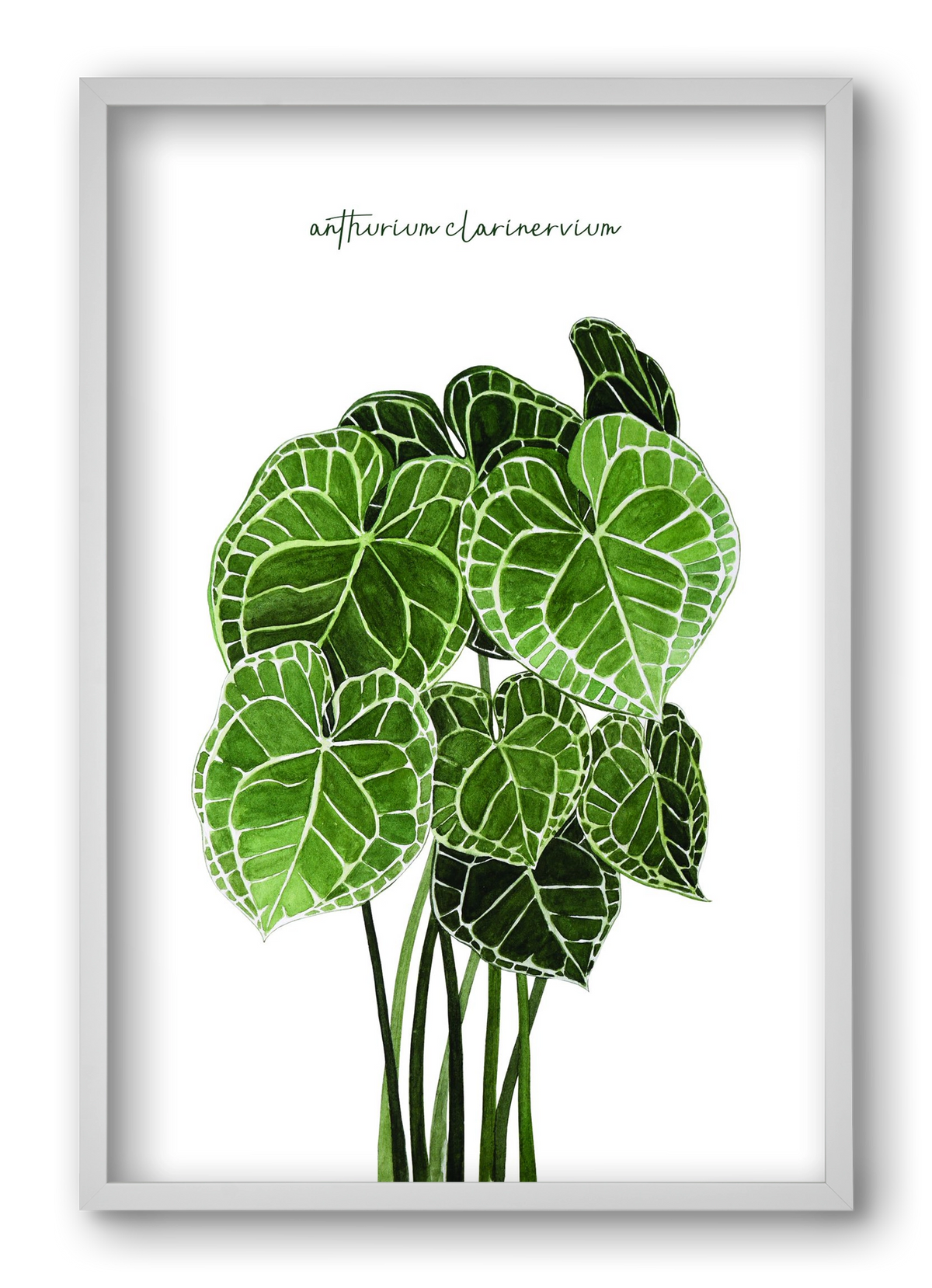 anthurium clarinervium, 40x60 cm (40x60 cm), Fehér keret