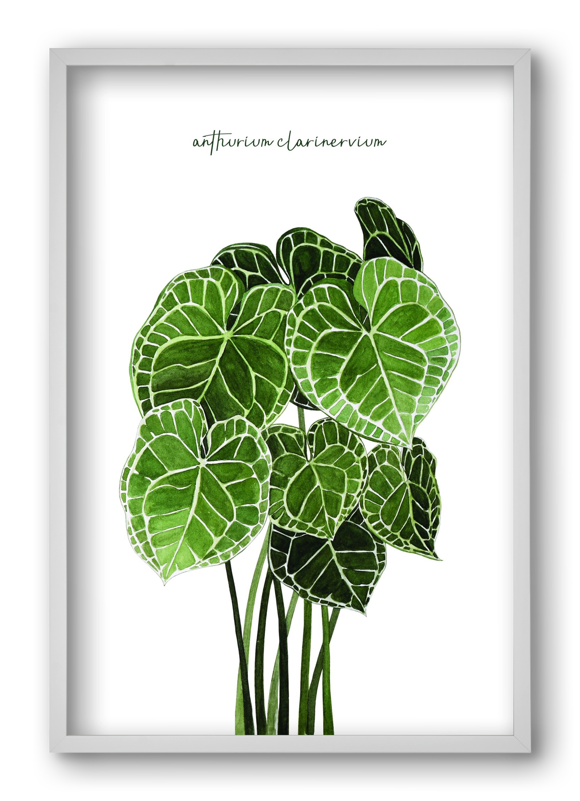anthurium clarinervium, 40x60 cm (40x60 cm), Fehér keret