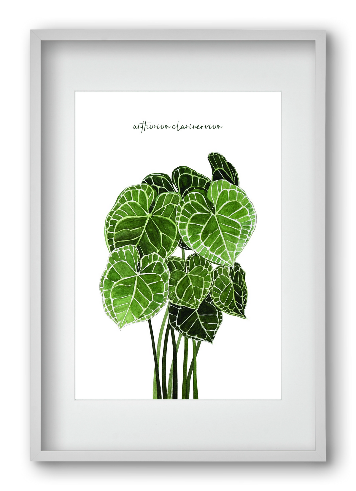 anthurium clarinervium, 40x60 cm (30x45 cm), Fehér keret, paszpartuval