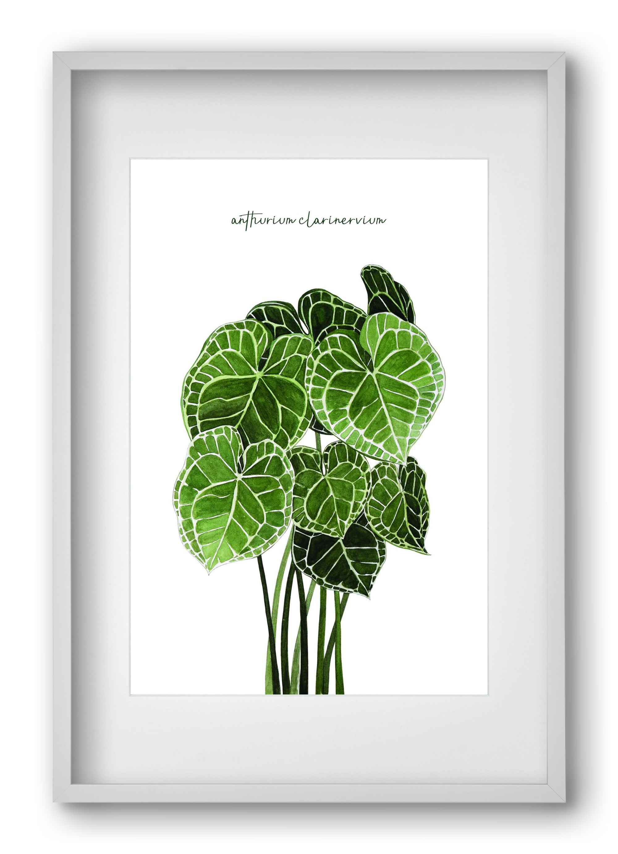 anthurium clarinervium, 40x60 cm (30x45 cm), Fehér keret, paszpartuval