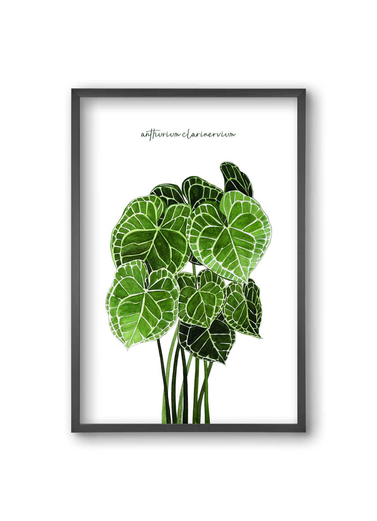 anthurium clarinervium, 20x30 cm (20x30 cm), Fekete keret