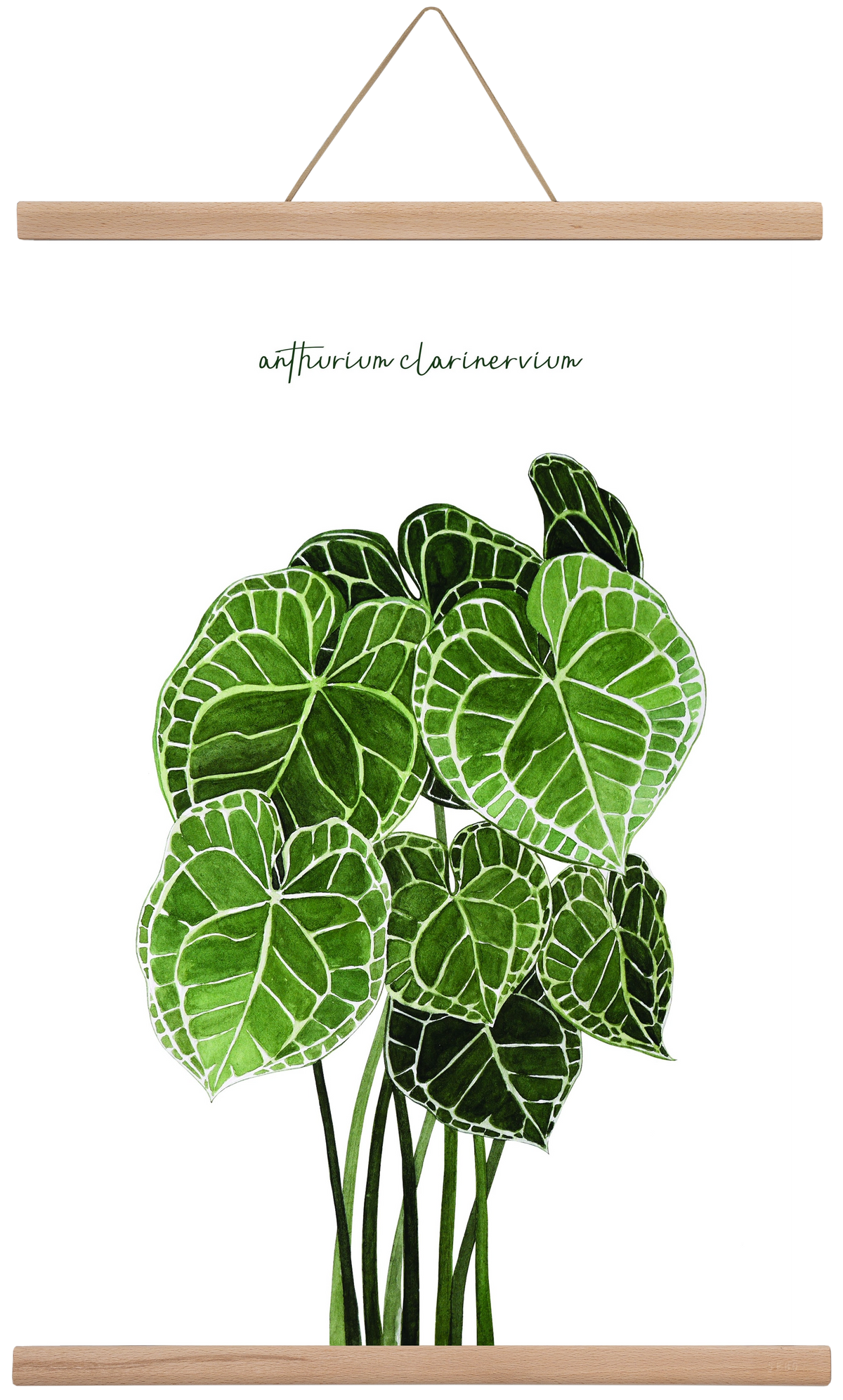anthurium clarinervium, 40x60 cm (40x60 cm), Tölgy akasztó