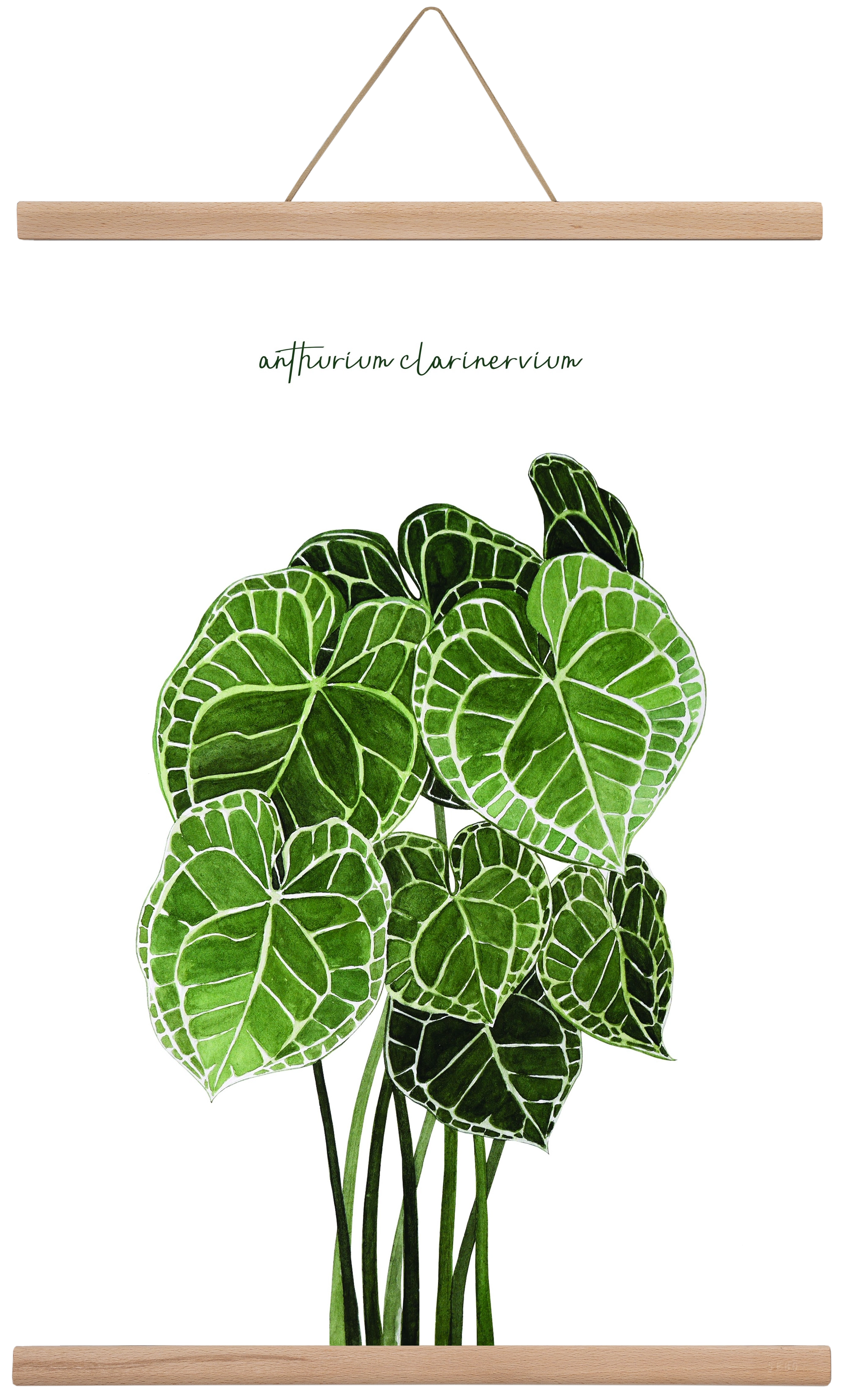 anthurium clarinervium, 40x60 cm (40x60 cm), Tölgy akasztó