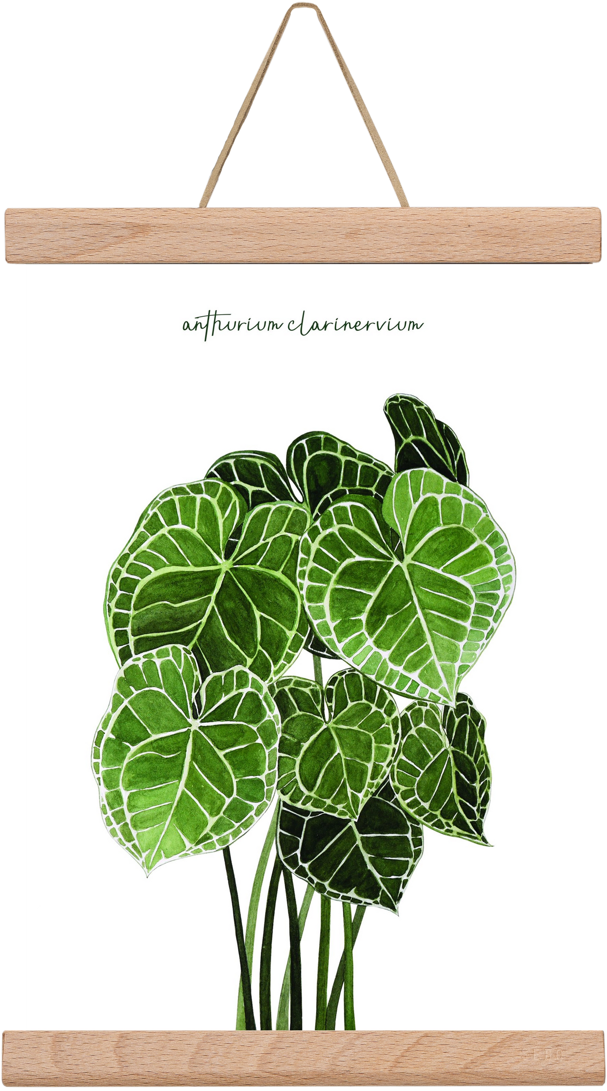 anthurium clarinervium, 20x30 cm (20x30 cm), Tölgy akasztó