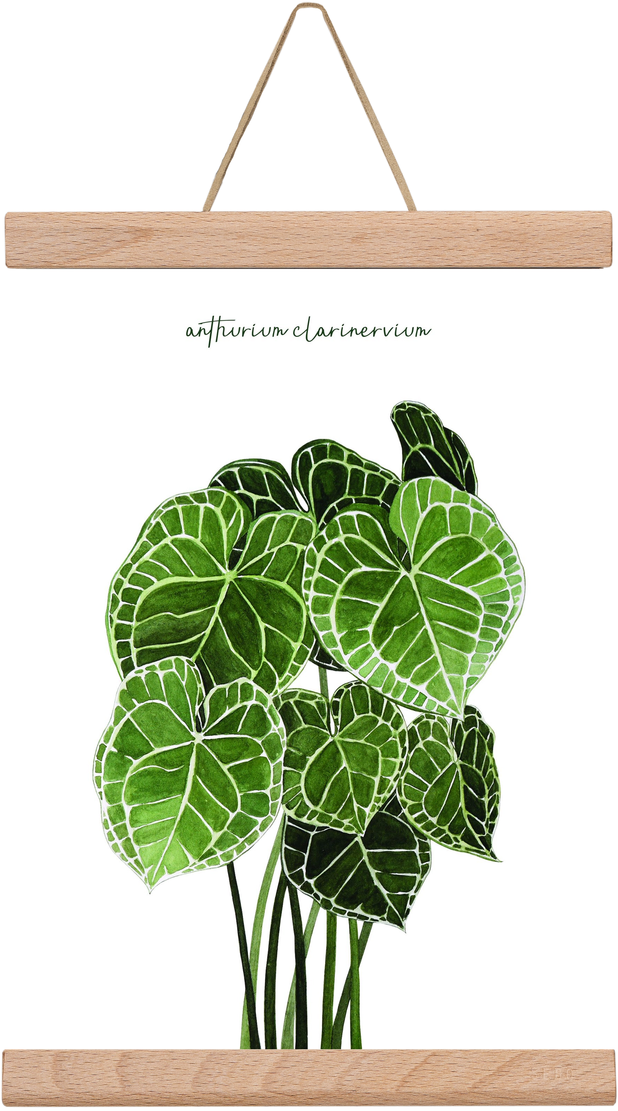 anthurium clarinervium, 20x30 cm (20x30 cm), Tölgy akasztó