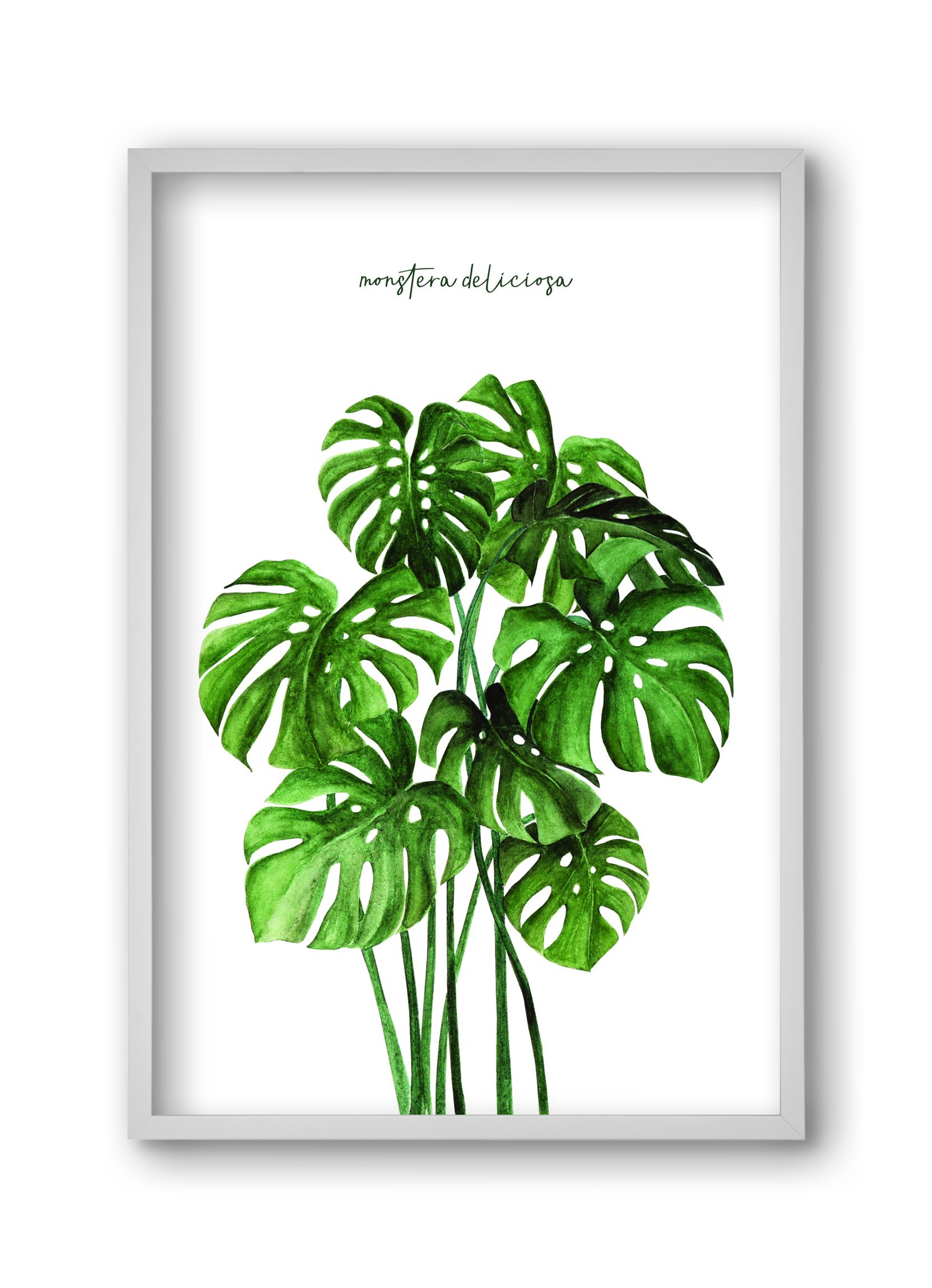 monstera deliciosa, 30x45 cm (30x45 cm), Fehér keret