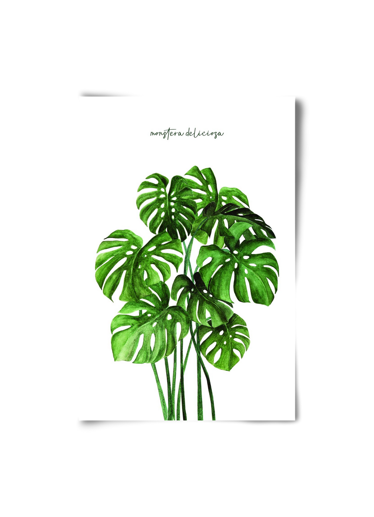 monstera deliciosa, 20x30 cm, Keret nélkül
