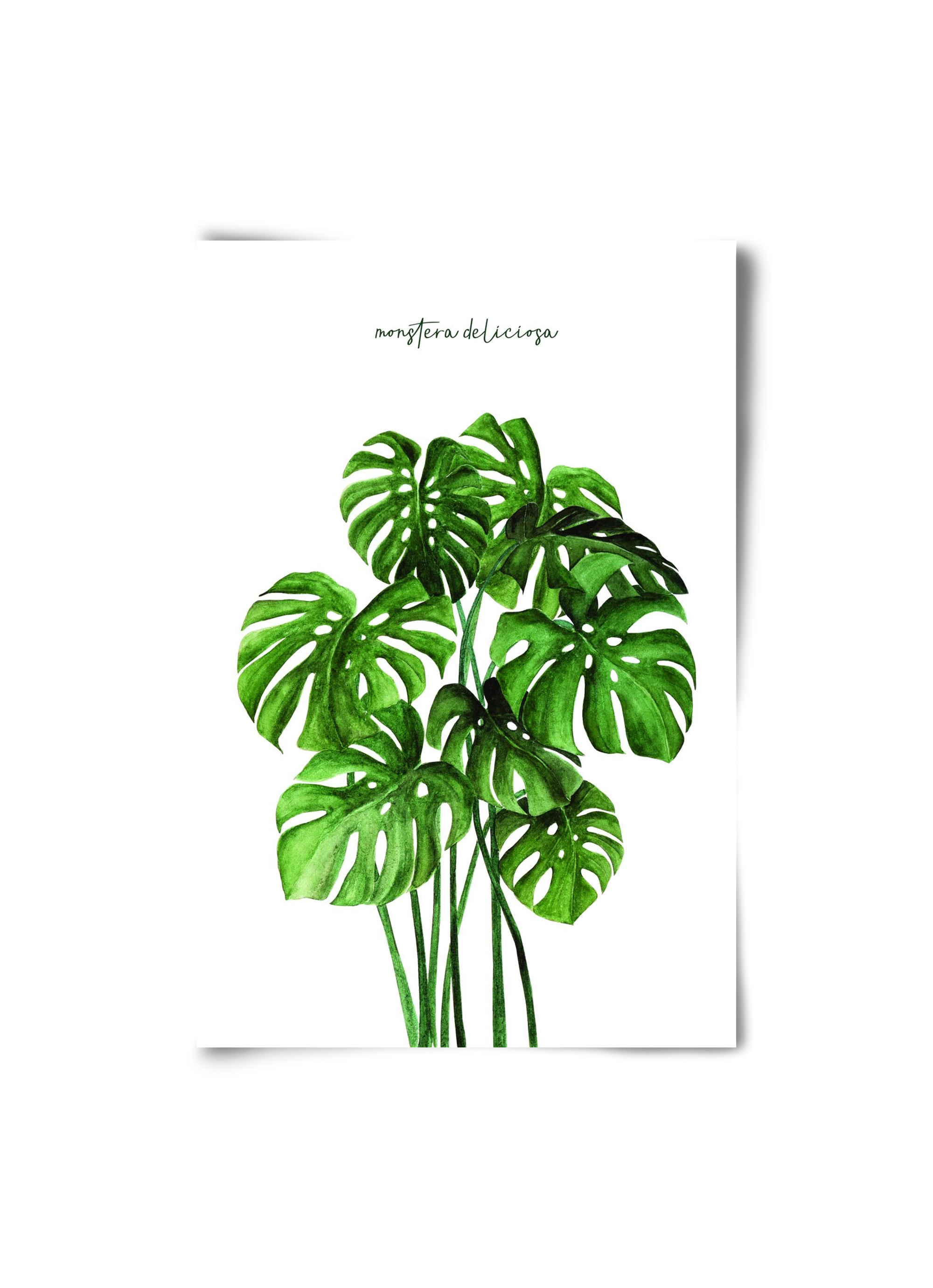 monstera deliciosa, 20x30 cm, Keret nélkül