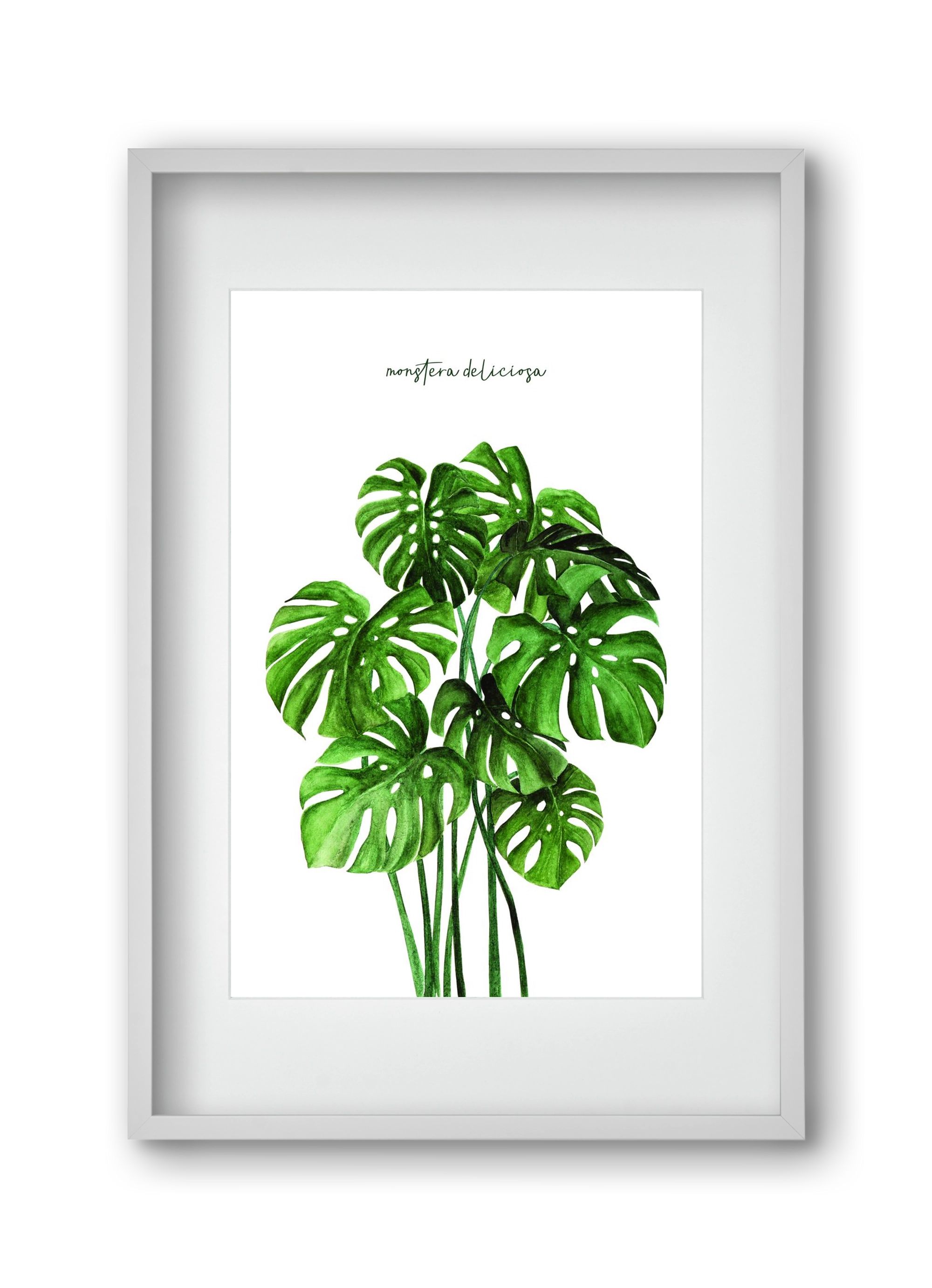 monstera deliciosa, 30x45 cm (20x30 cm), Fehér keret, paszpartuval