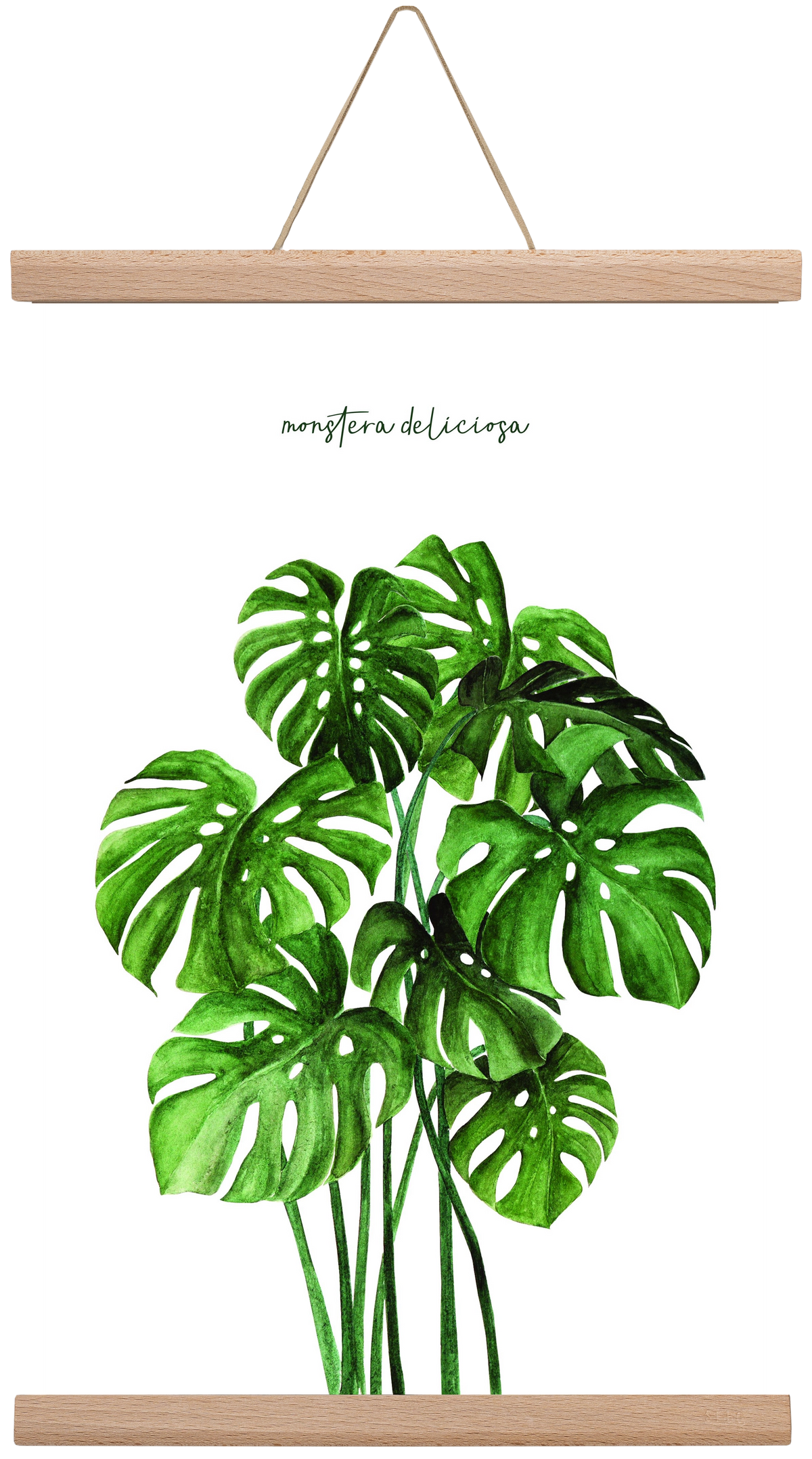 monstera deliciosa, 30x45 cm (30x45 cm), Tölgy akasztó