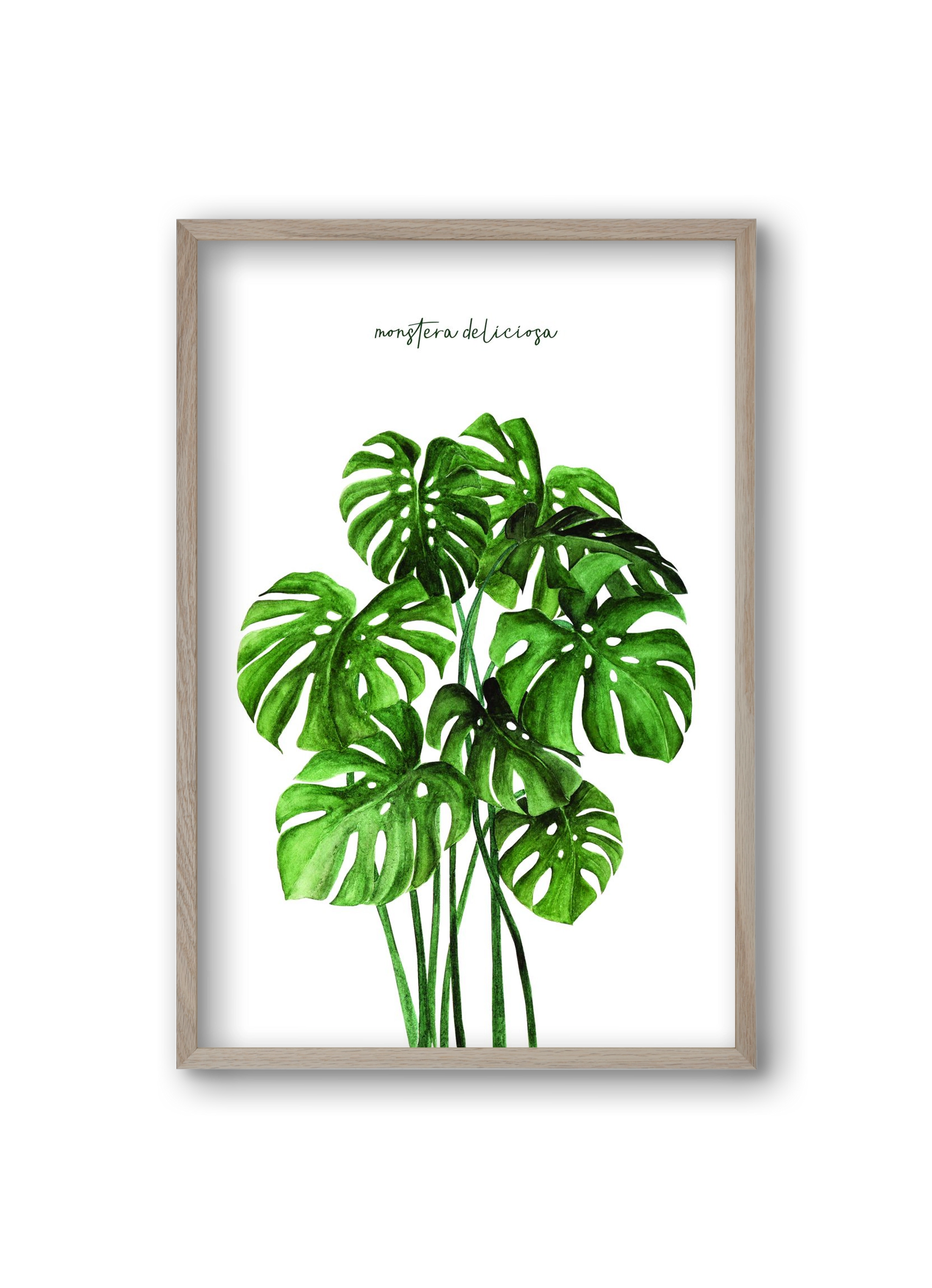 monstera deliciosa, 20x30 cm (20x30 cm), Tölgy keret