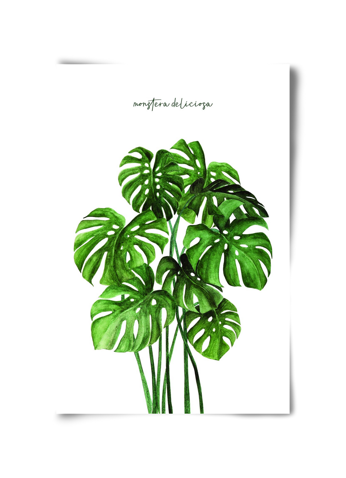 monstera deliciosa, 30x45 cm, Keret nélkül