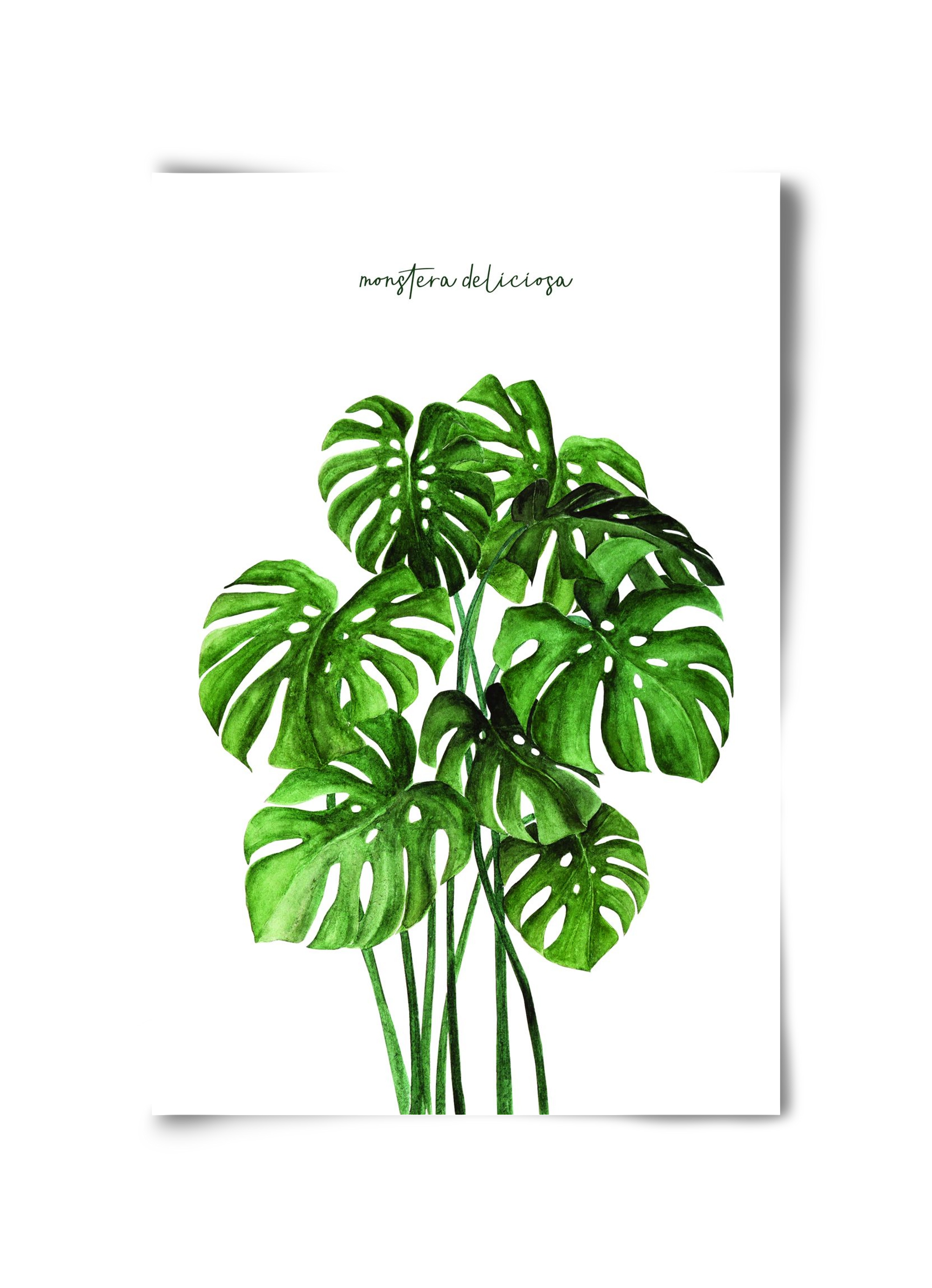 monstera deliciosa, 30x45 cm, Keret nélkül