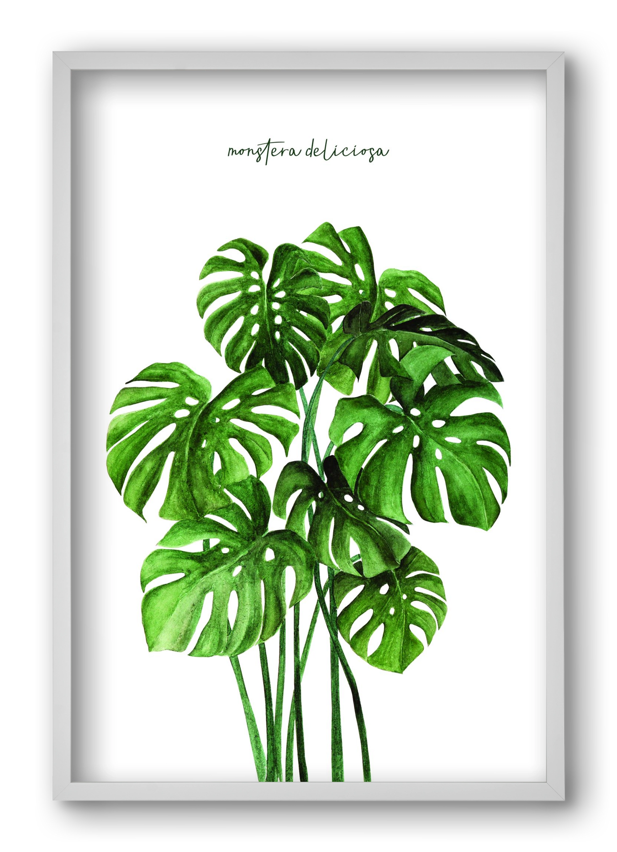 monstera deliciosa, 40x60 cm (40x60 cm), Fehér keret
