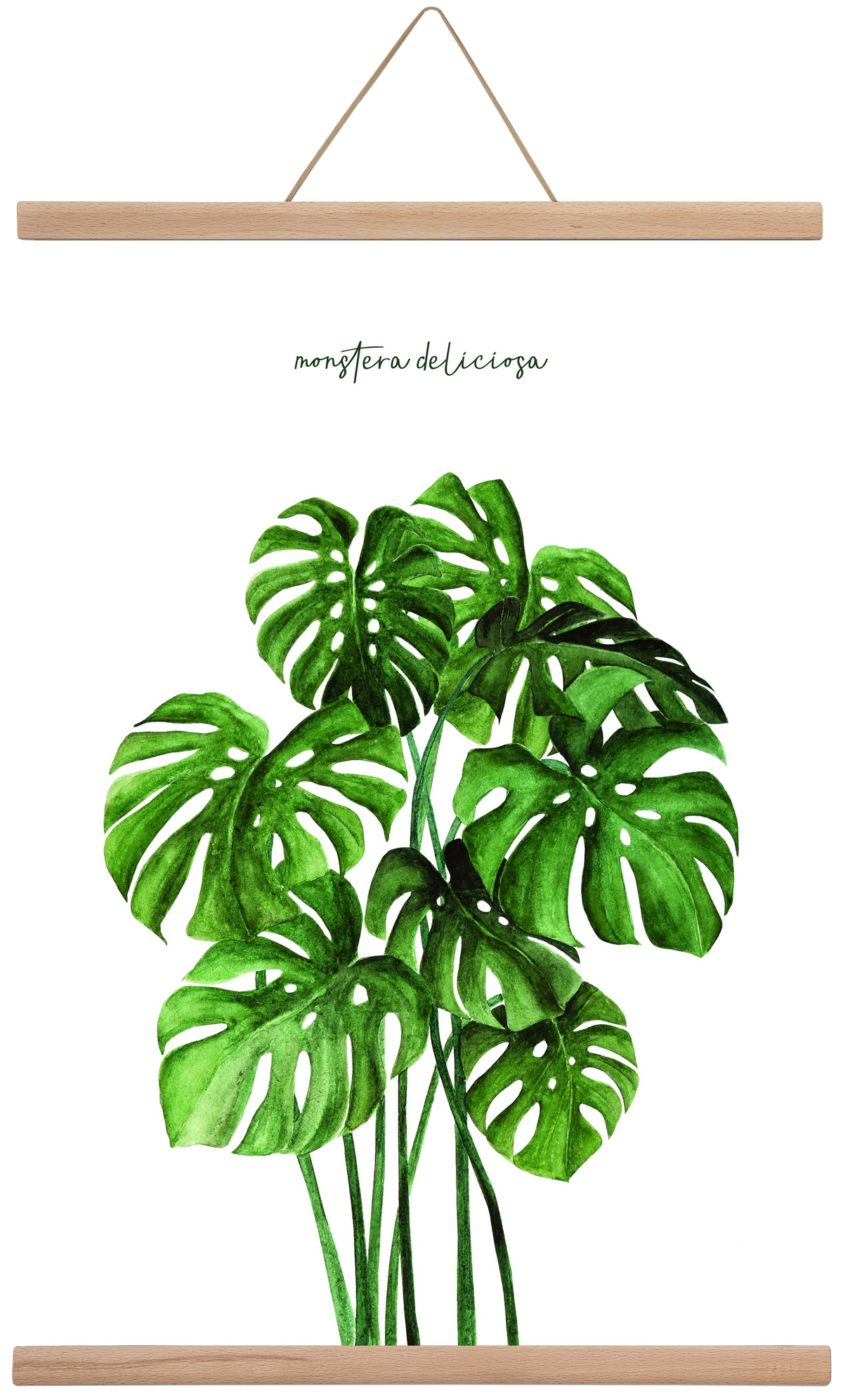 monstera deliciosa, 40x60 cm (40x60 cm), Tölgy akasztó
