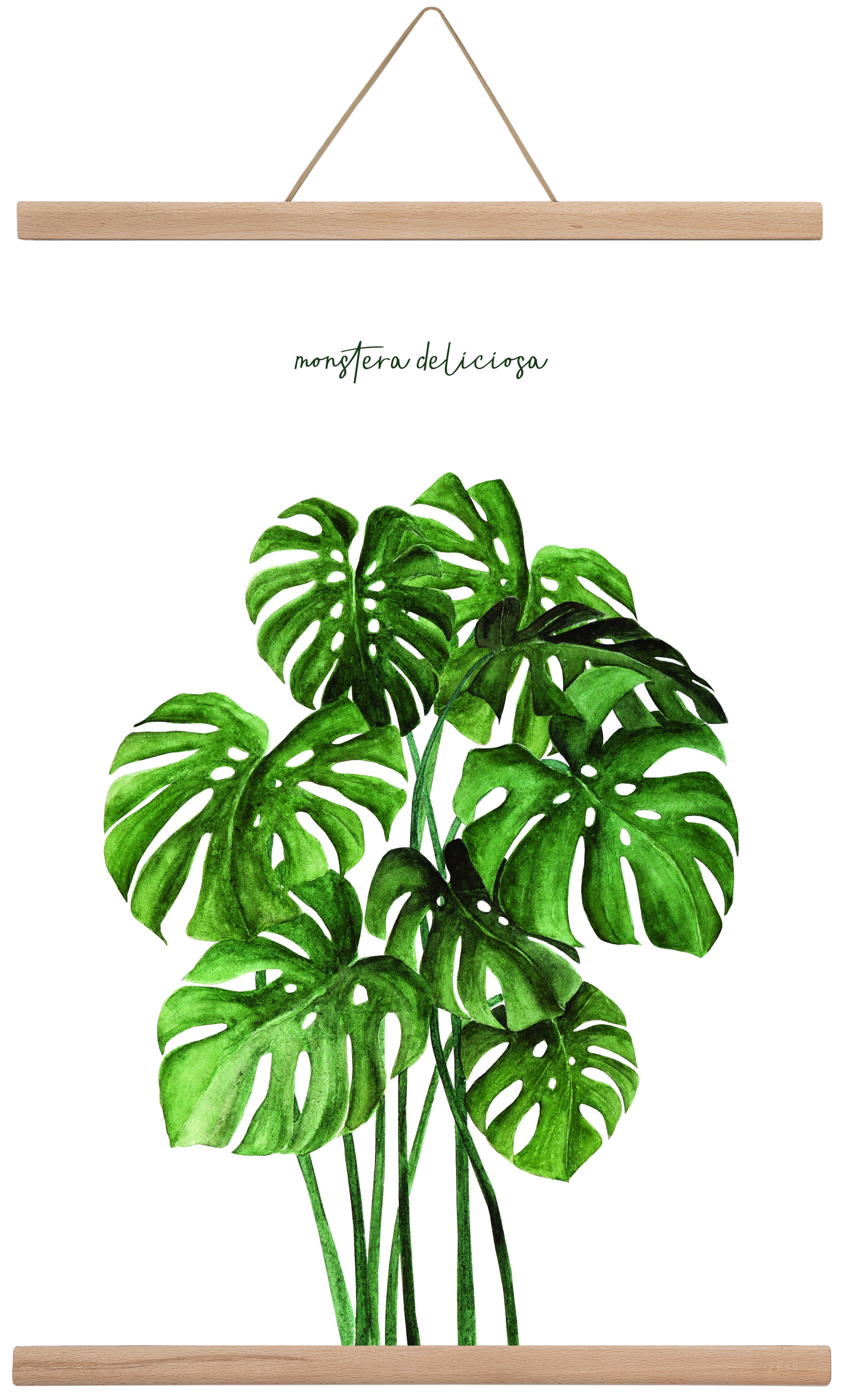 monstera deliciosa, 40x60 cm (40x60 cm), Tölgy akasztó