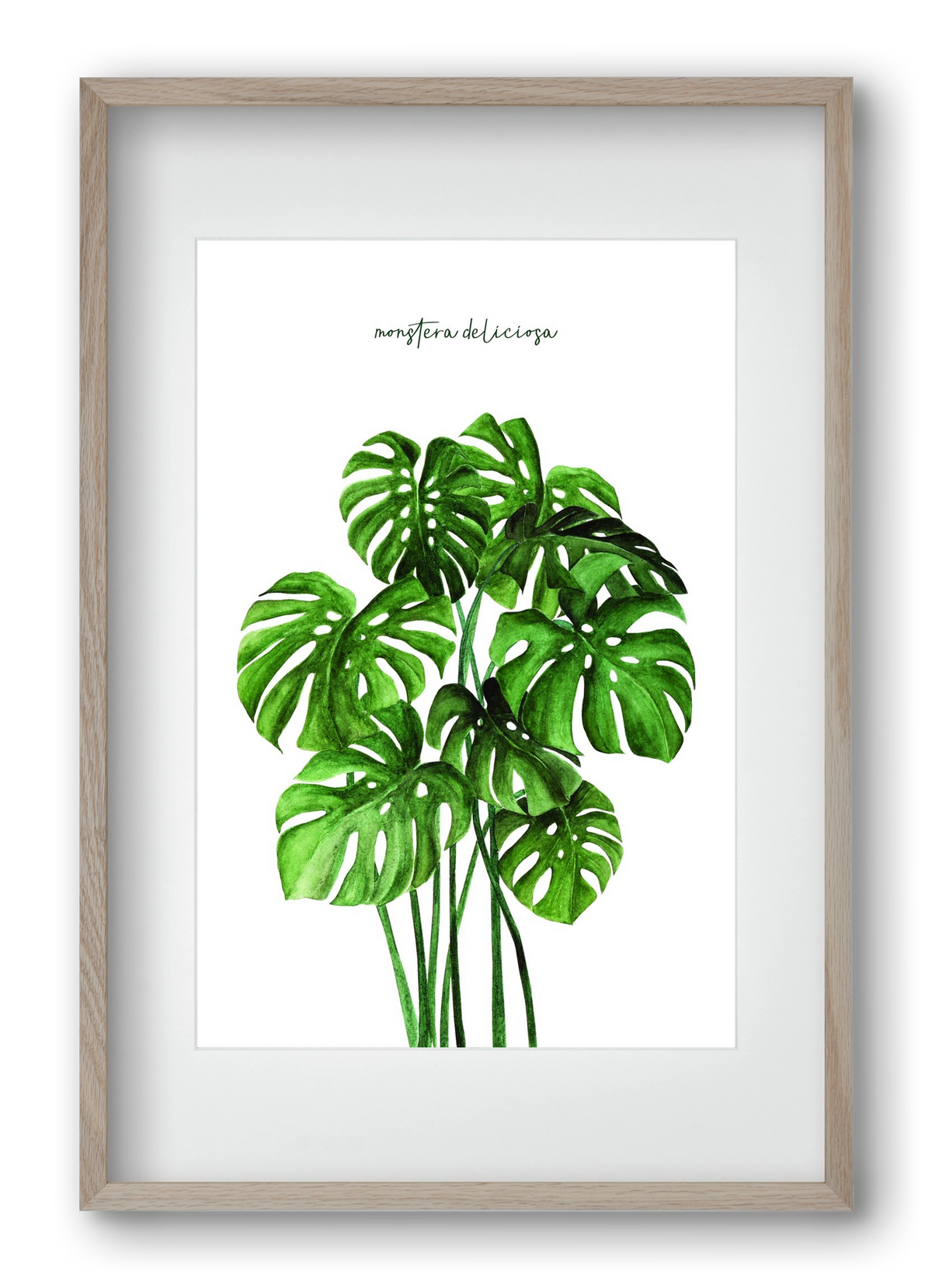 monstera deliciosa, 40x60 cm (30x45 cm), Tölgy keret, paszpartuval