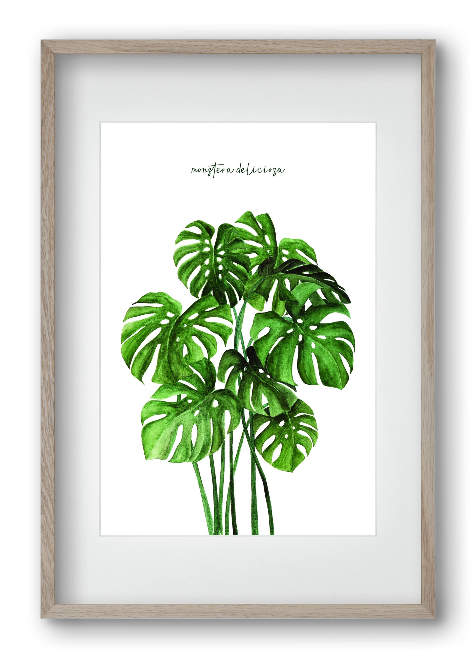 monstera deliciosa, 40x60 cm (30x45 cm), Tölgy keret, paszpartuval
