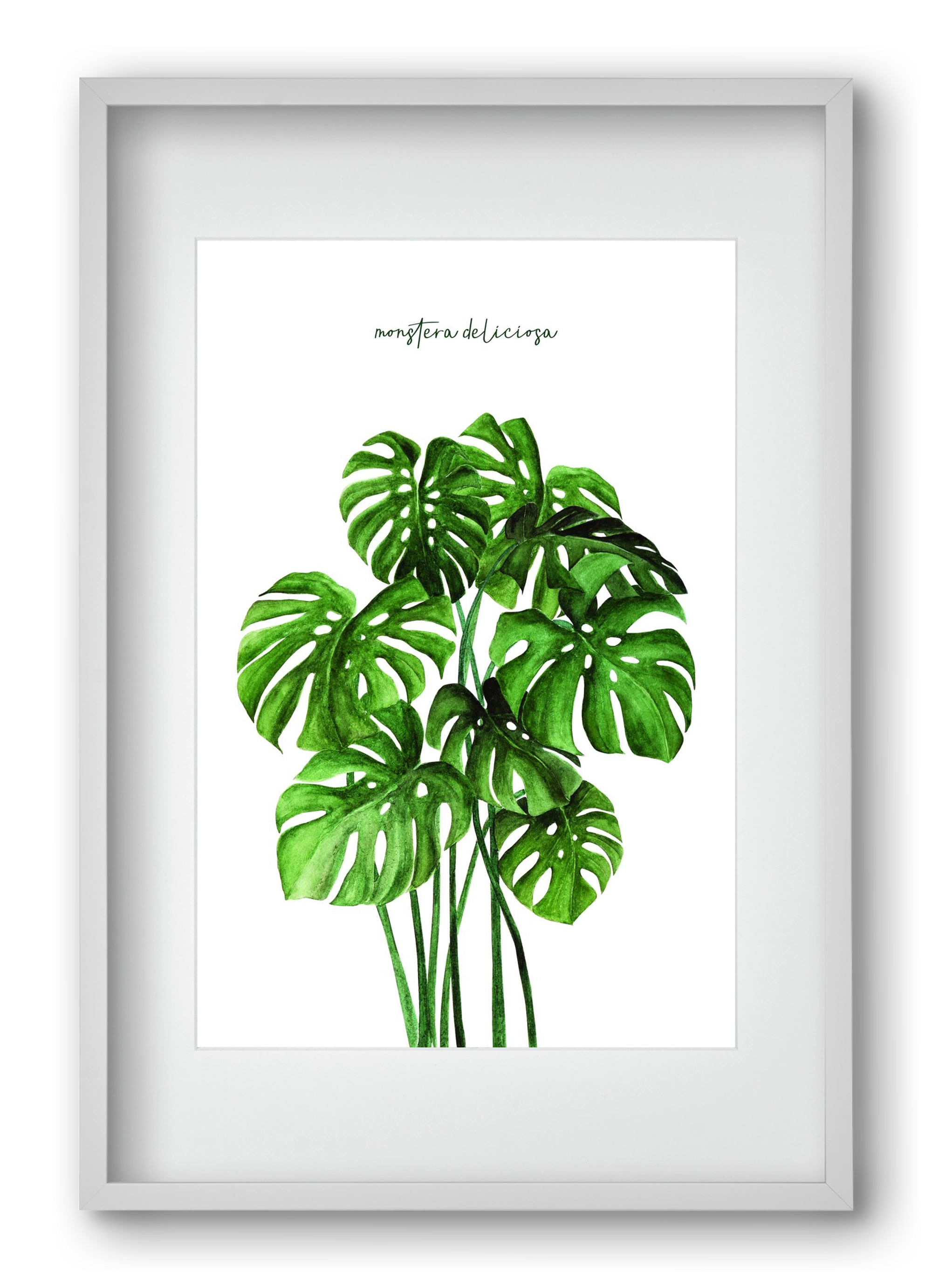 monstera deliciosa, 40x60 cm (30x45 cm), Fehér keret, paszpartuval