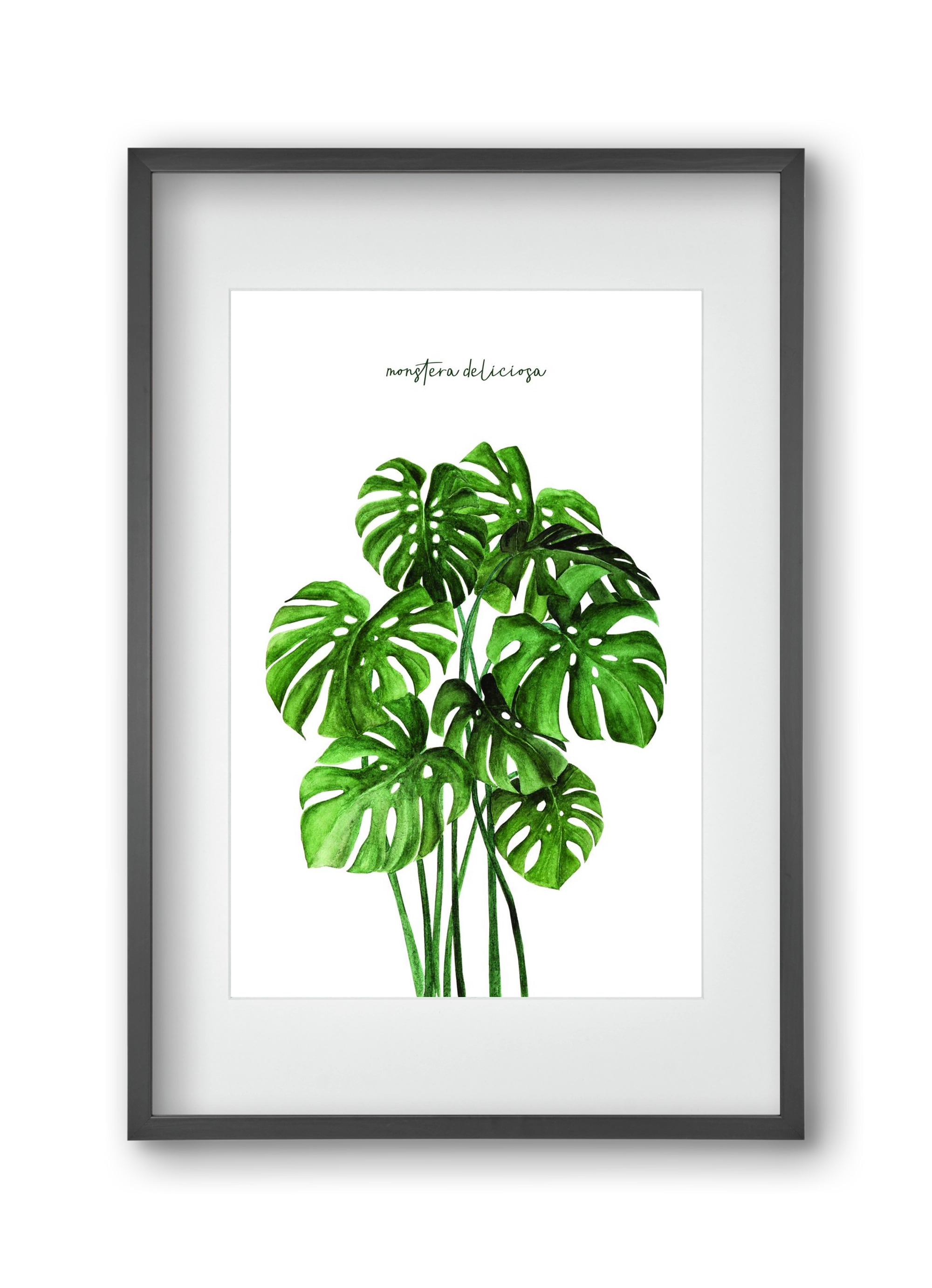monstera deliciosa, 30x45 cm (20x30 cm), Fekete keret, paszpartuval