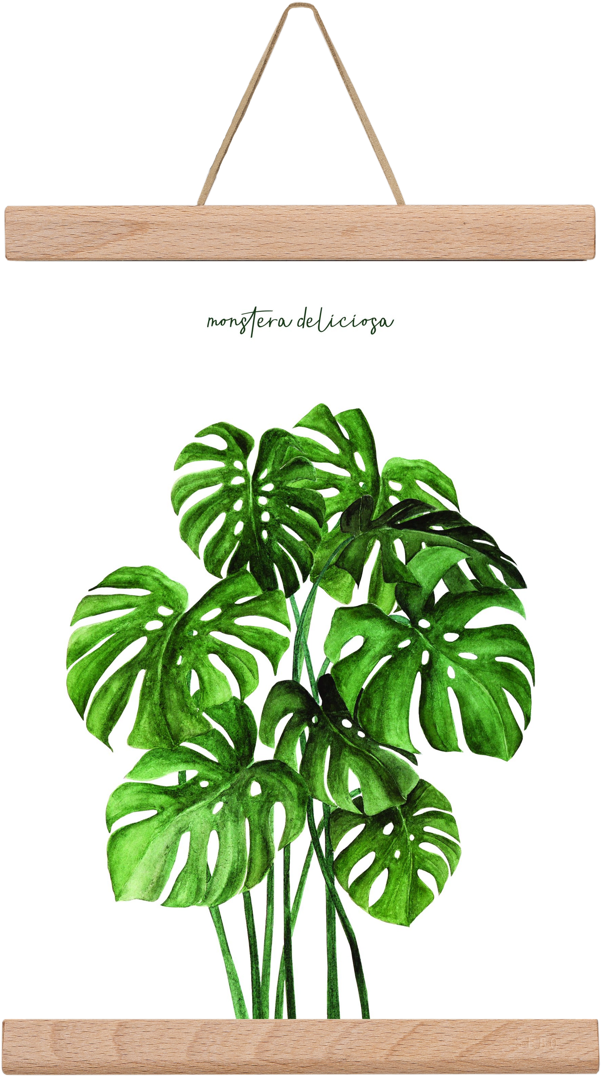 monstera deliciosa, 20x30 cm (20x30 cm), Tölgy akasztó