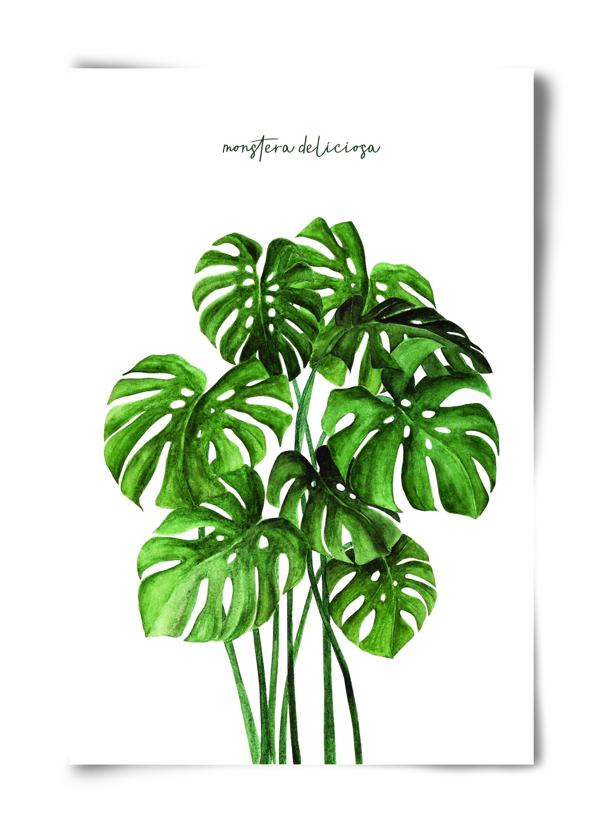 monstera deliciosa, 40x60 cm, Keret nélkül