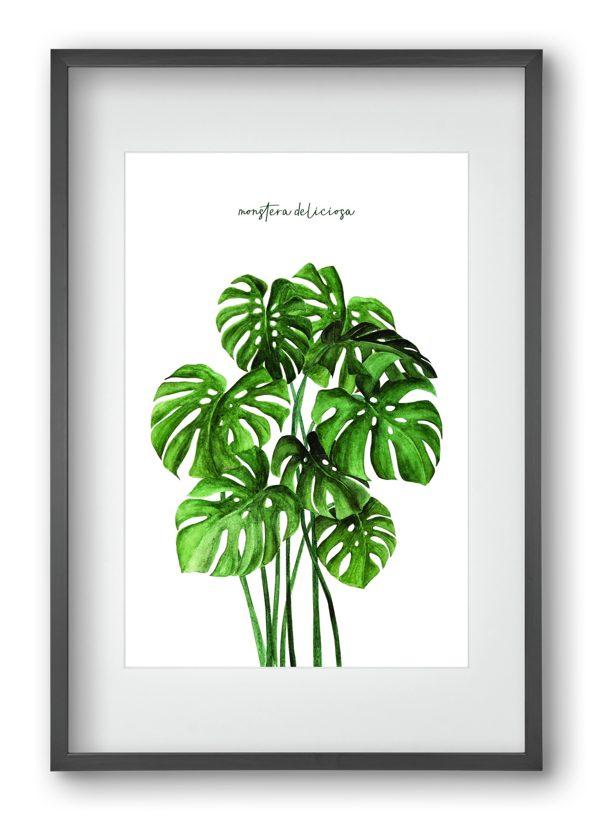 monstera deliciosa, 40x60 cm (30x45 cm), Fekete keret, paszpartuval