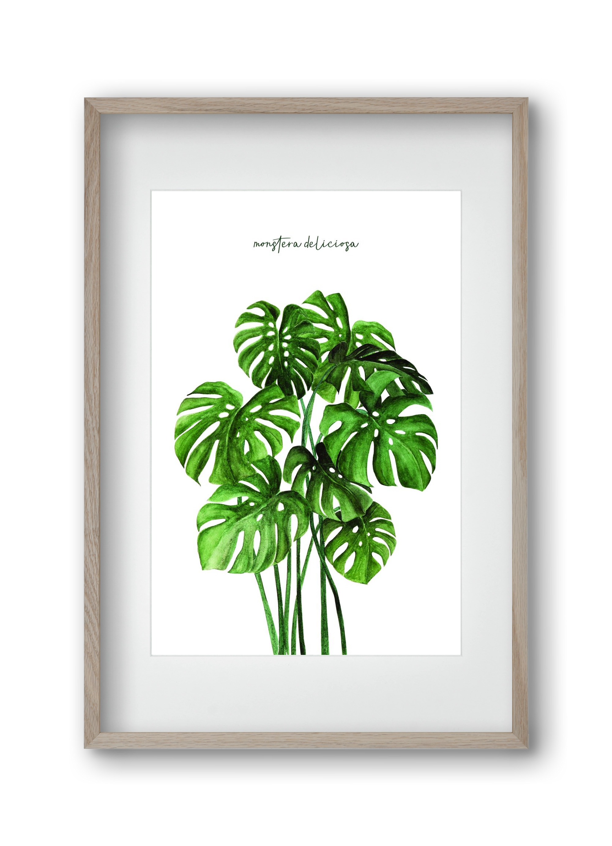 monstera deliciosa, 30x45 cm (20x30 cm), Tölgy keret, paszpartuval