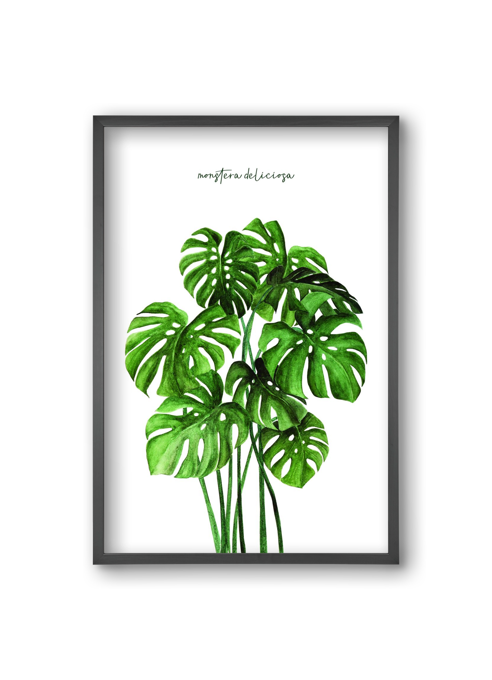 monstera deliciosa, 20x30 cm (20x30 cm), Fekete keret