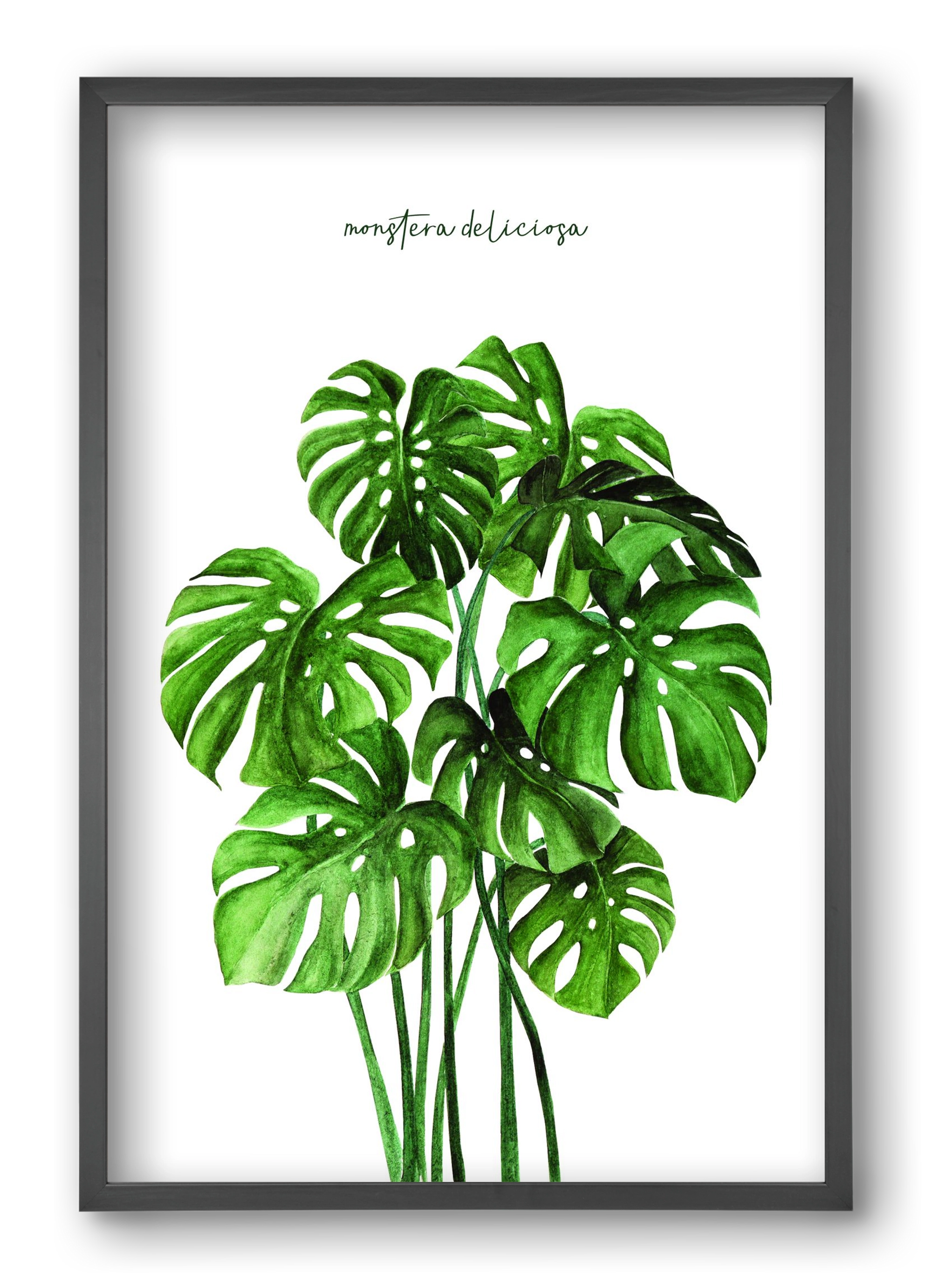 monstera deliciosa, 40x60 cm (40x60 cm), Fekete keret