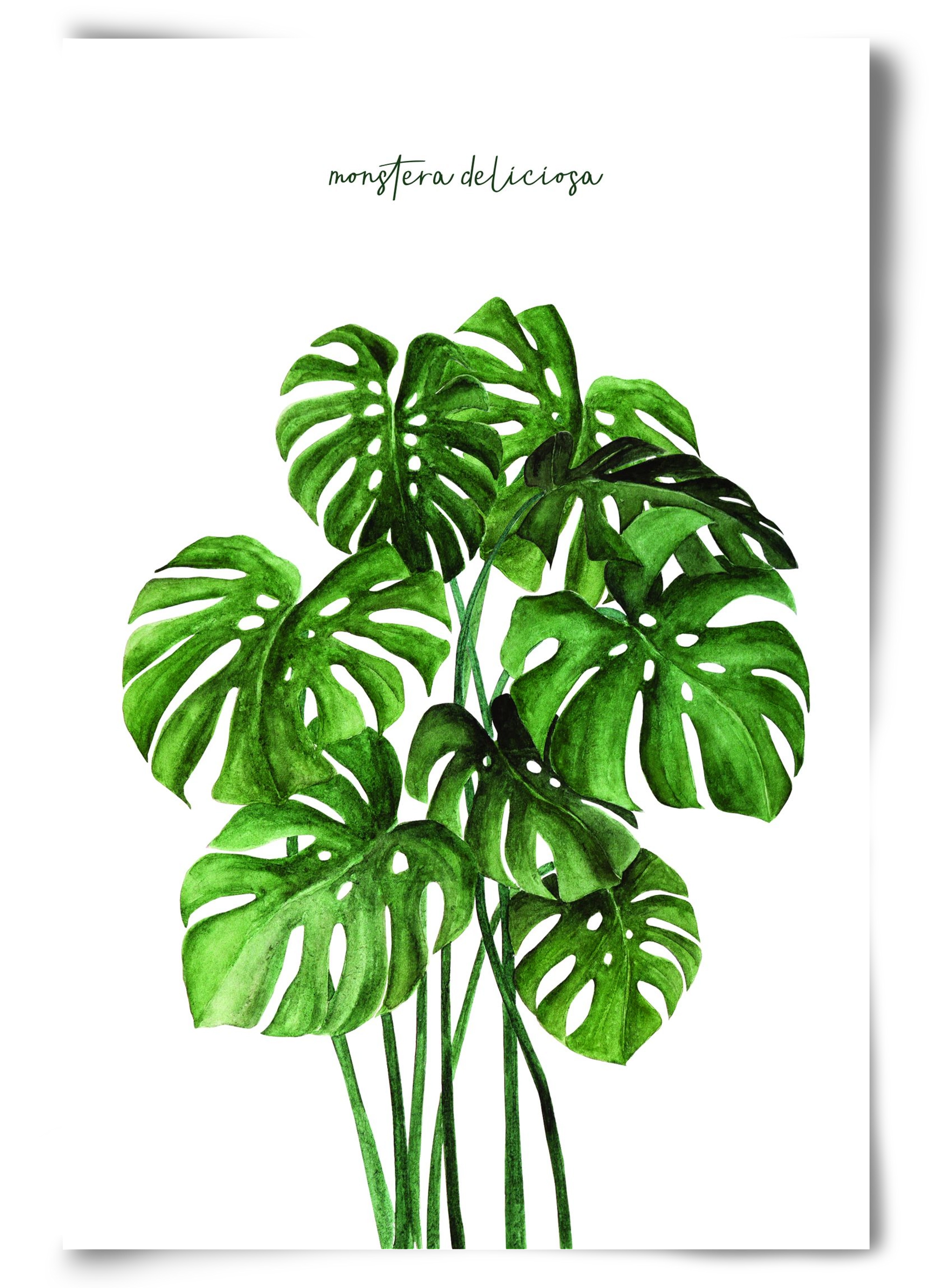 monstera deliciosa, 60x90 cm, Keret nélkül