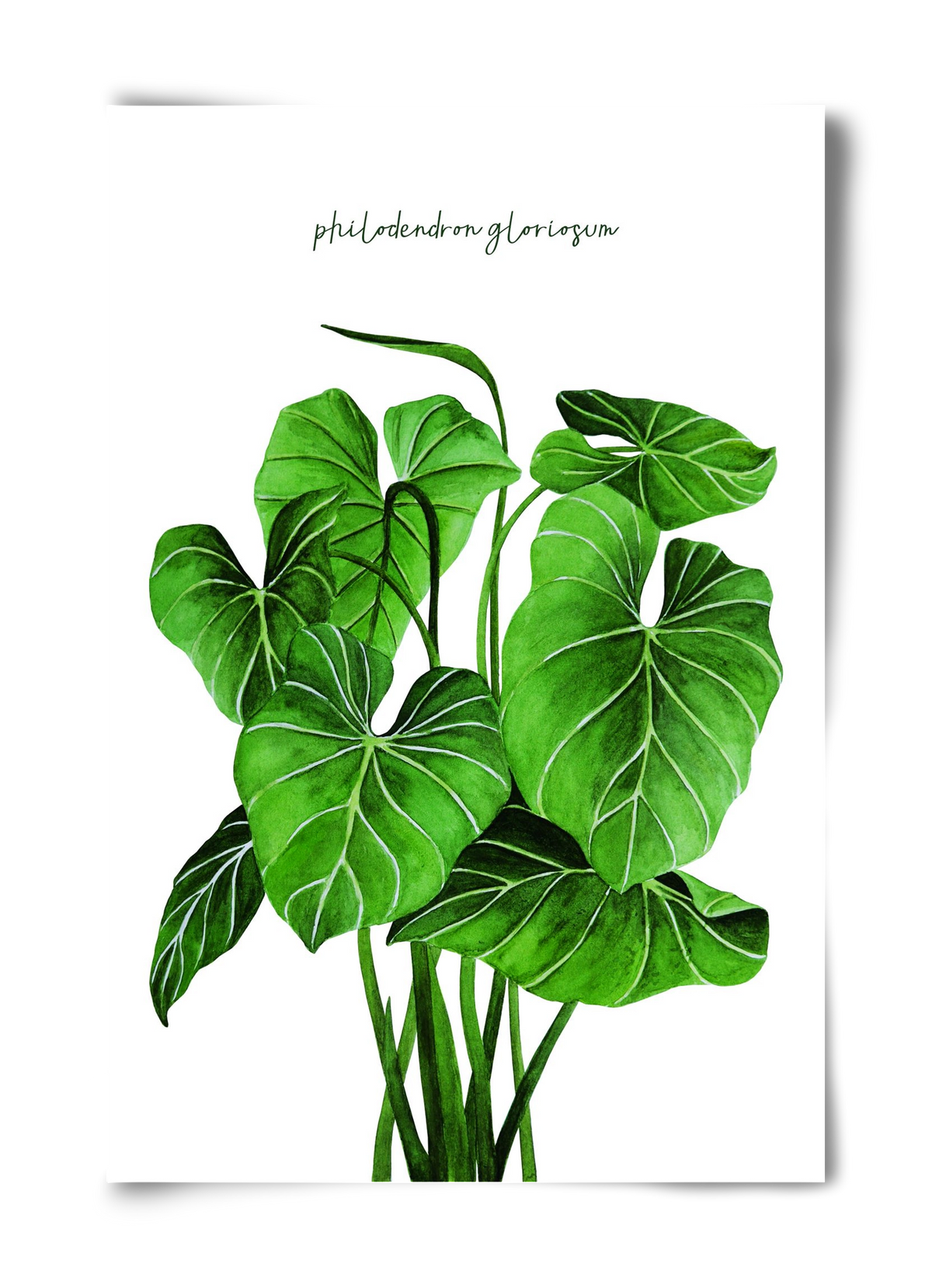 philodendron gloriosum, 40x60 cm, Keret nélkül