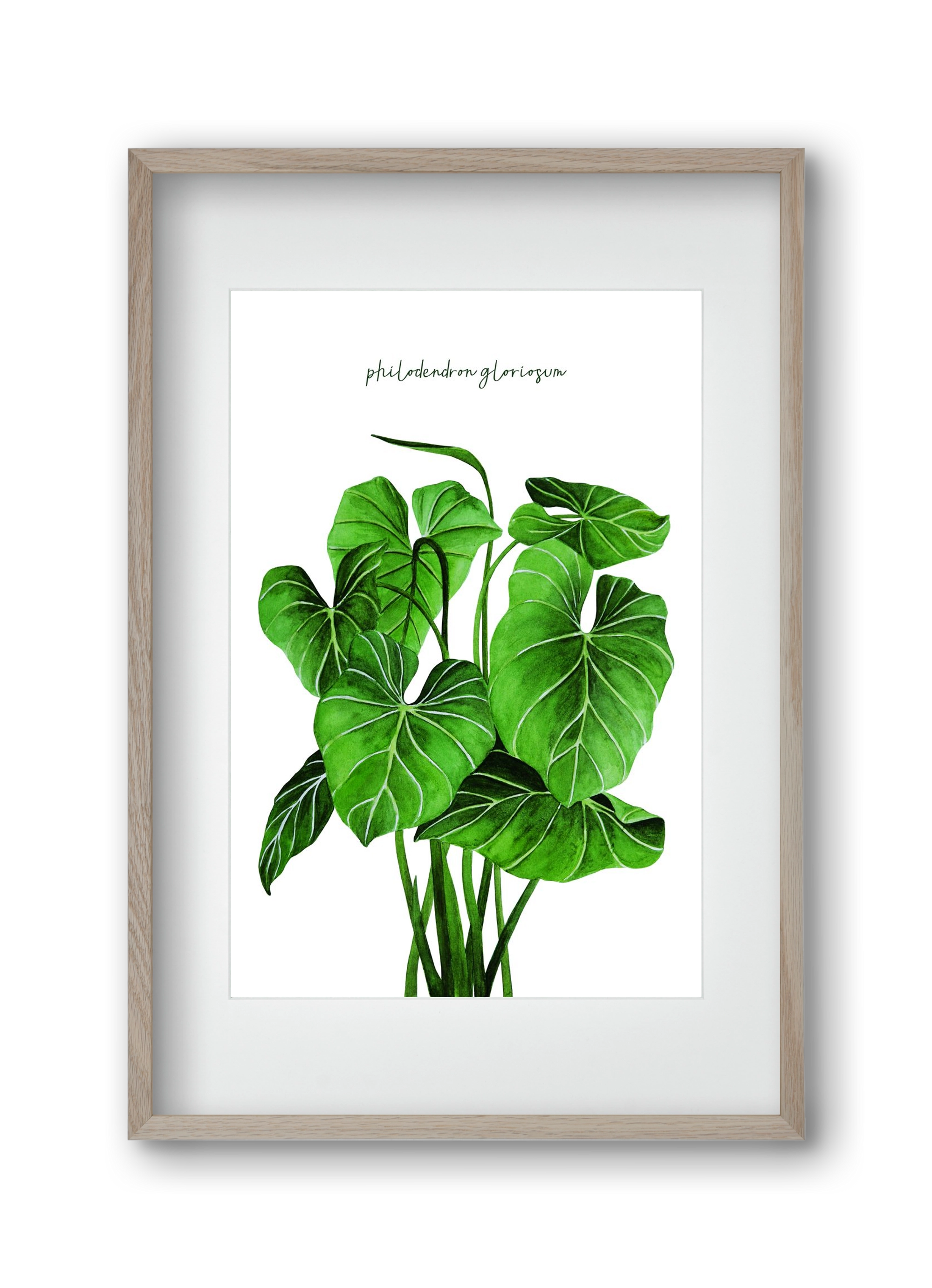philodendron gloriosum, 30x45 cm (20x30 cm), Tölgy keret, paszpartuval