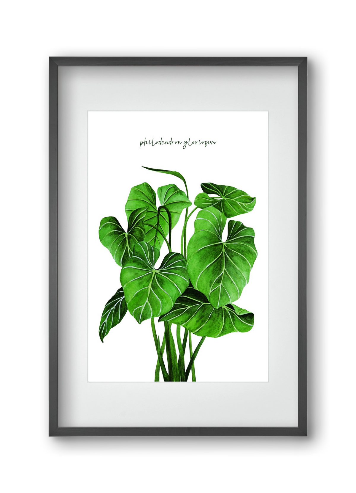 philodendron gloriosum, 30x45 cm (20x30 cm), Fekete keret, paszpartuval