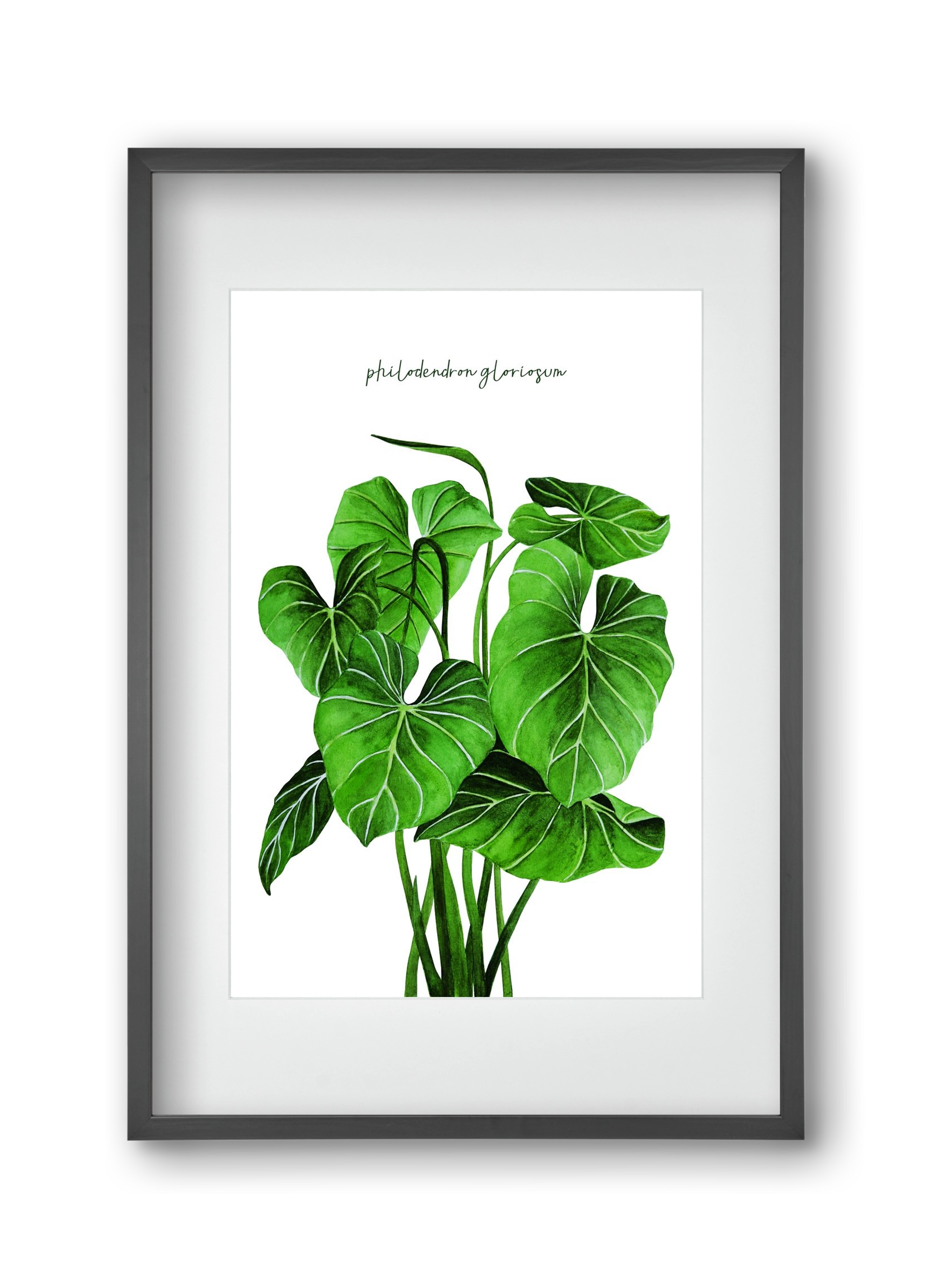 philodendron gloriosum, 30x45 cm (20x30 cm), Fekete keret, paszpartuval